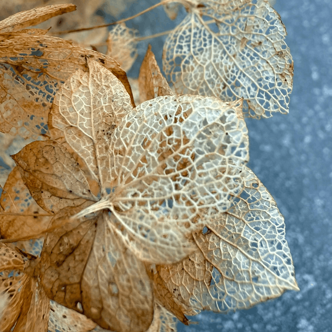 Skeletonized Leaves for Botanical Printing