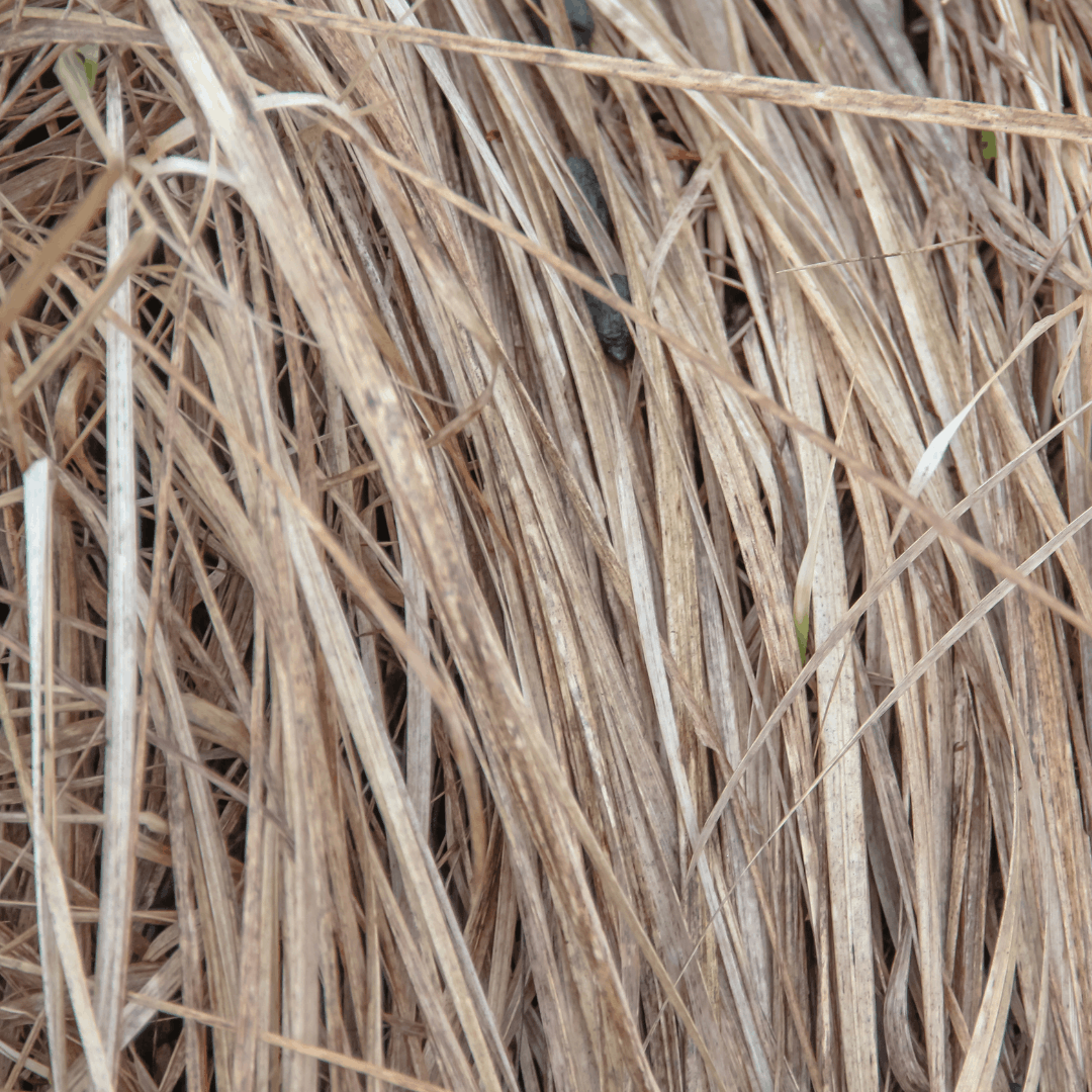 Dried Grass for Botanical Printing and Ecoprinting