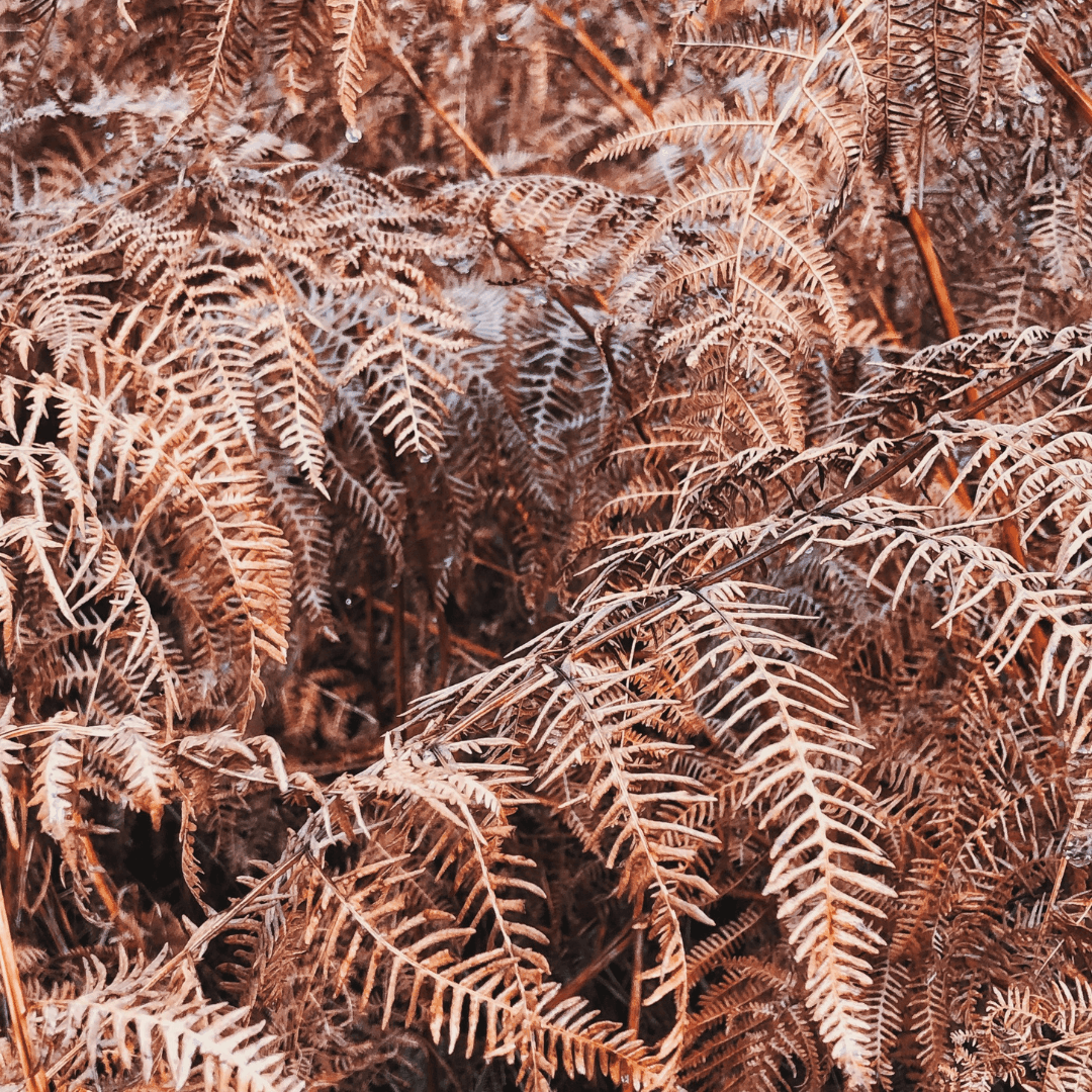 Withered Ferns for Botanical Printing and Ecoprinting
