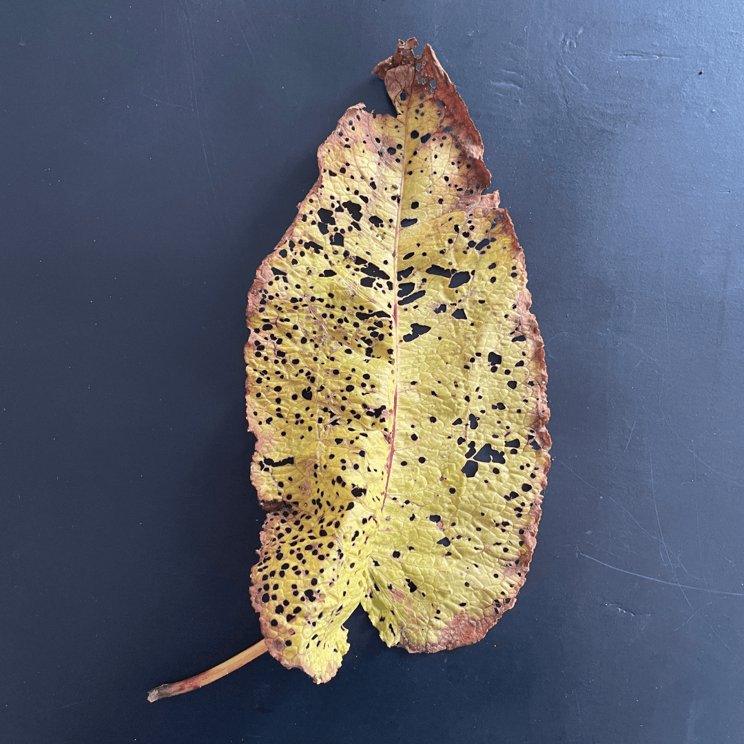 Insect-Eaten Leaf for Ecoprinting