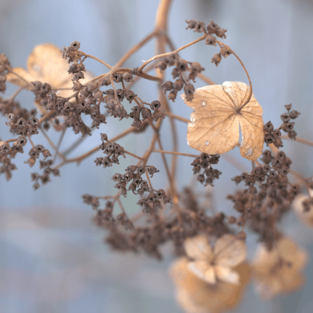 Withered Hydrangea for Botanical Printing