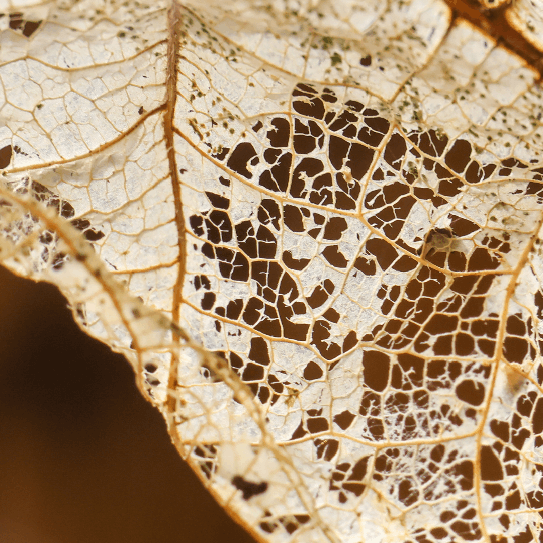 Decayed Leaf Revealing Intricate Veins