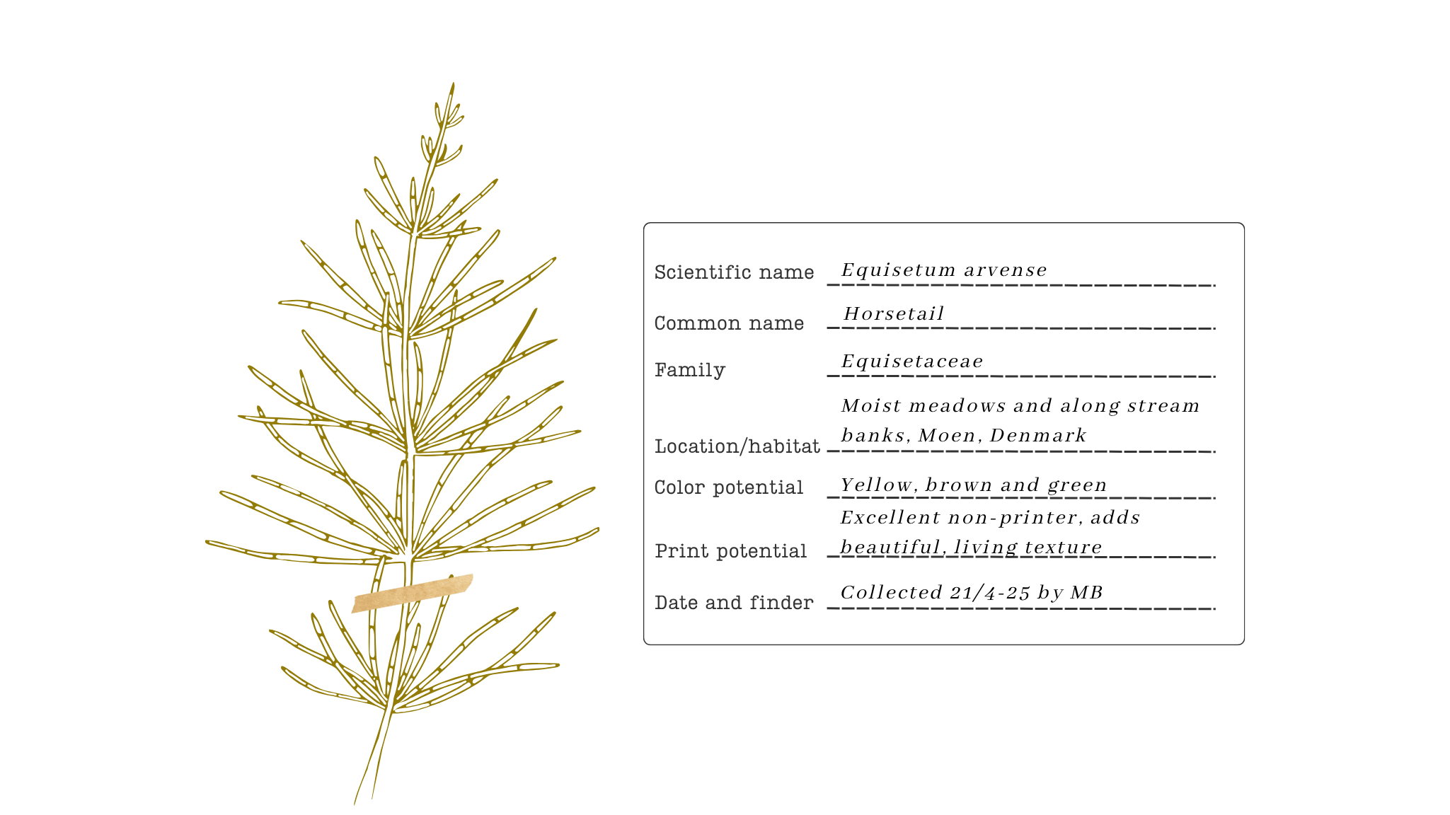 herbarium style plant collection showing seasonal gathering for botanical printing