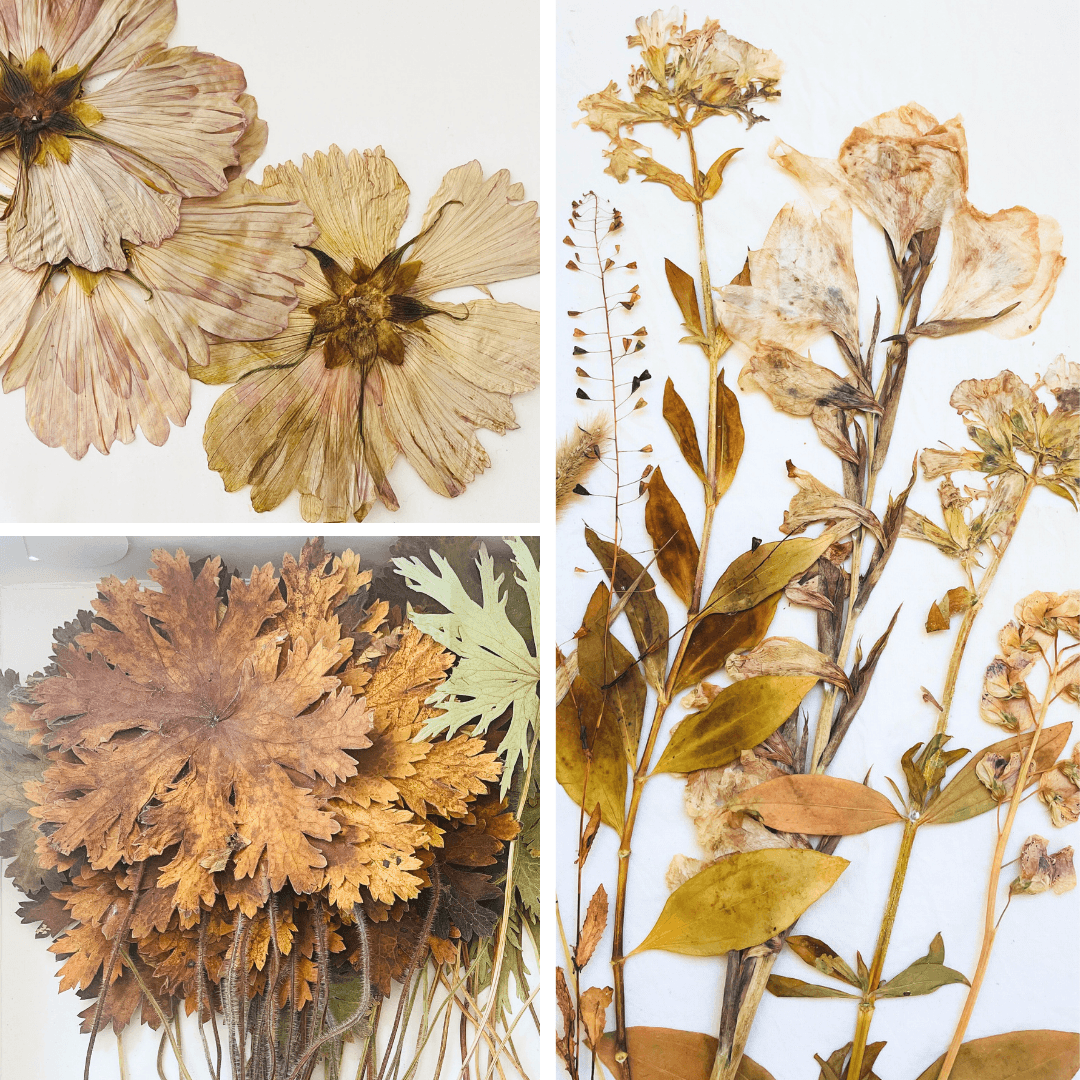 seasonal plant gathering and preserved leaves for botanical printing and ecoprinting