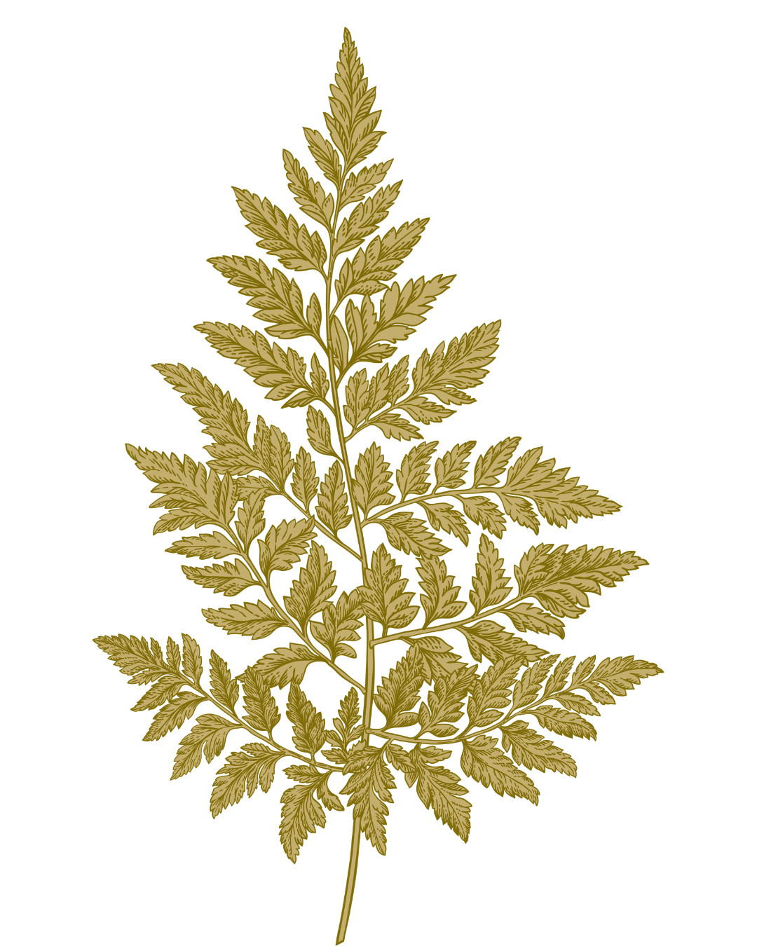 botanical plant illustration used in ecoprinting