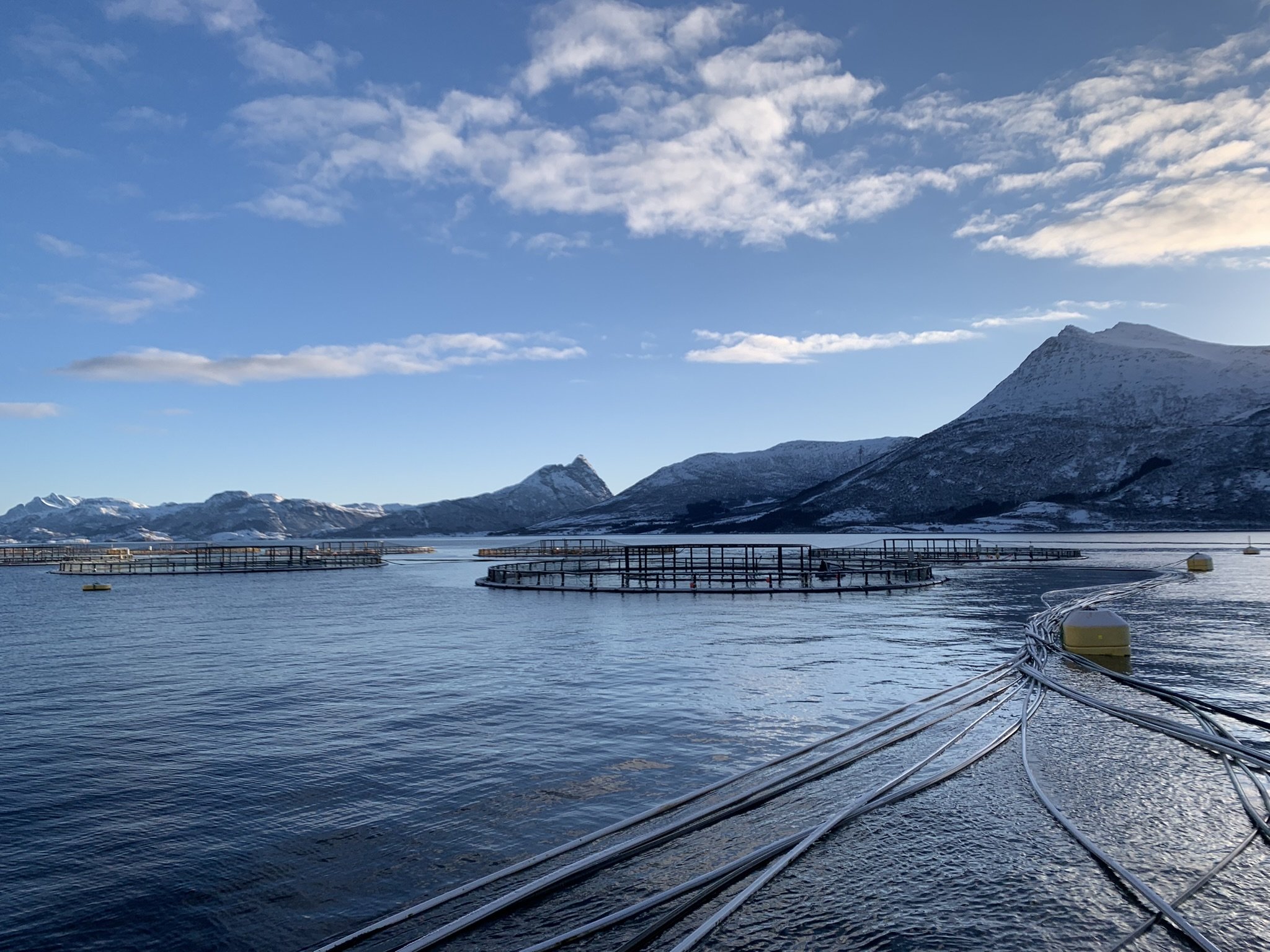 Norwegian Salmon farming