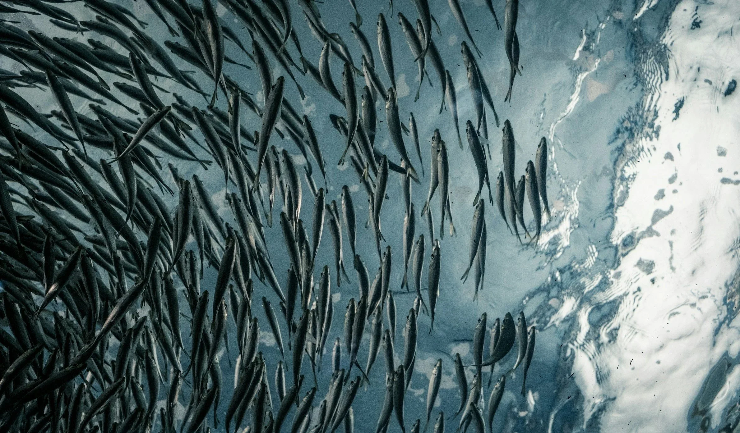 The One Question Every Salmon Farmer Should Ask Their Feed Supplier
