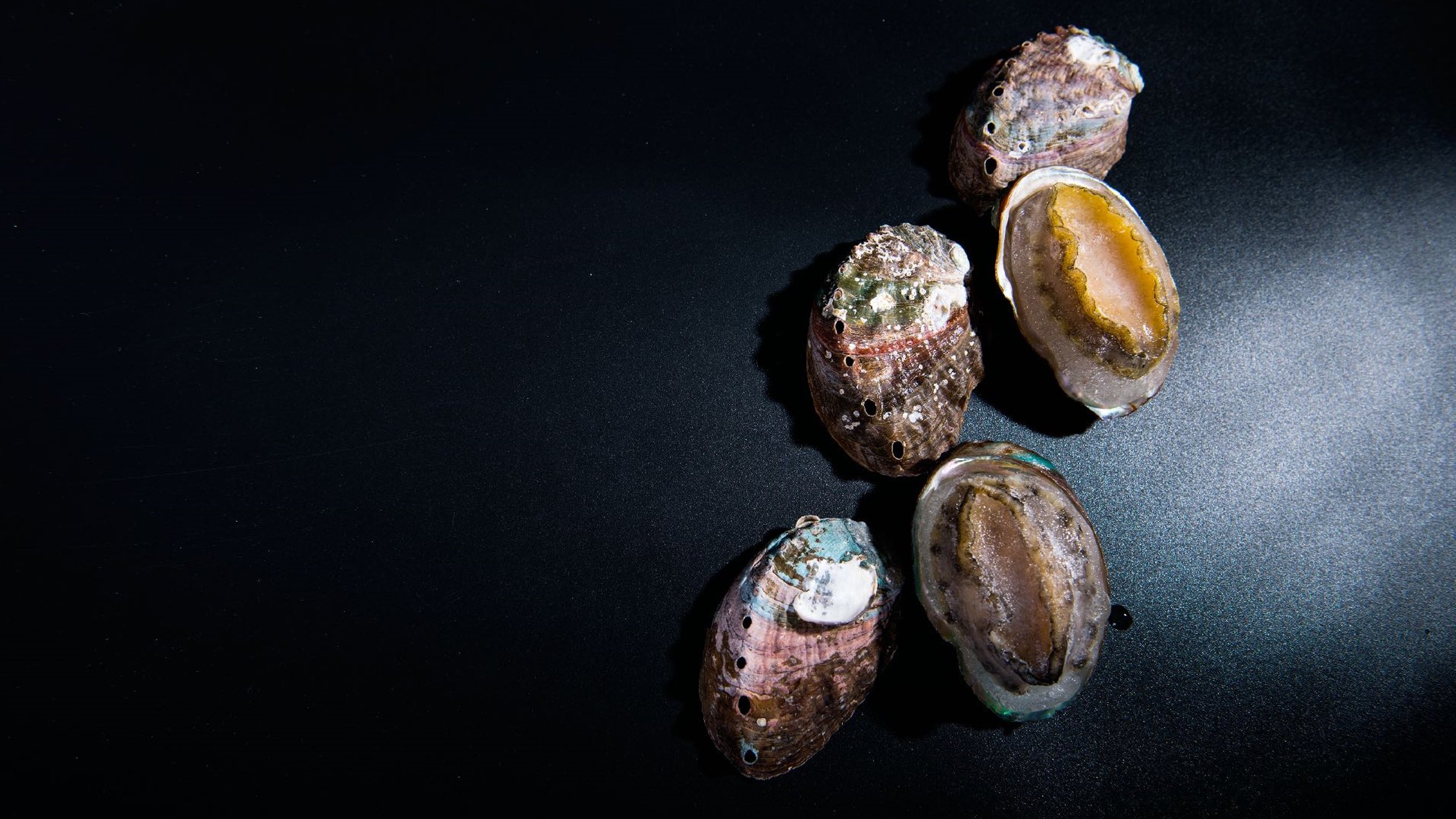 Farmed abalone on a black surface; irredescent shells