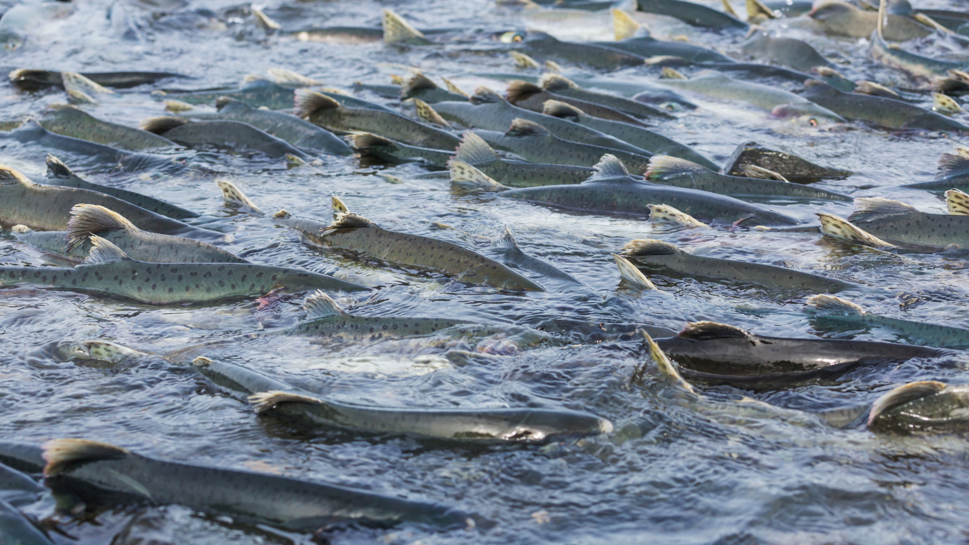 Standard farm metrics read normal on the outside while a salmon's real biology stays hidden inside.