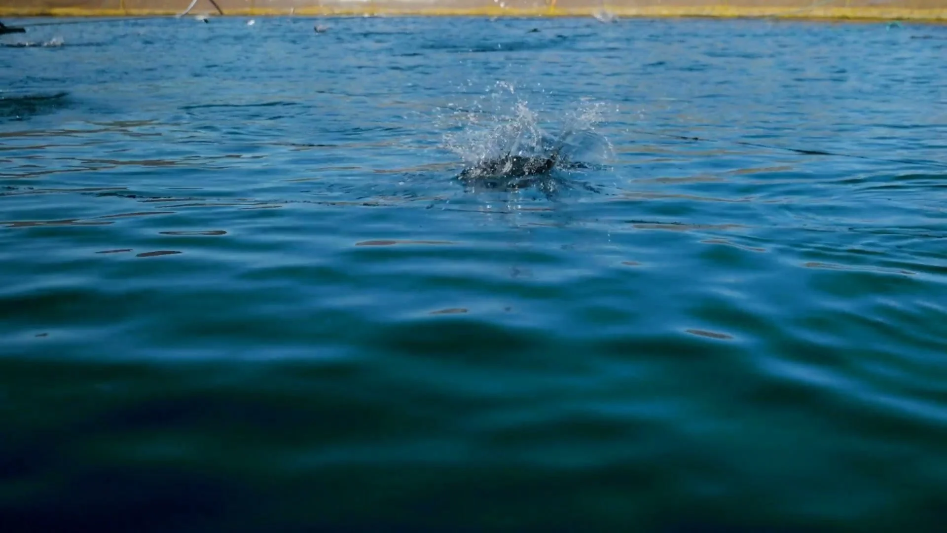 Salmon_Jumping_2_poster.jpg