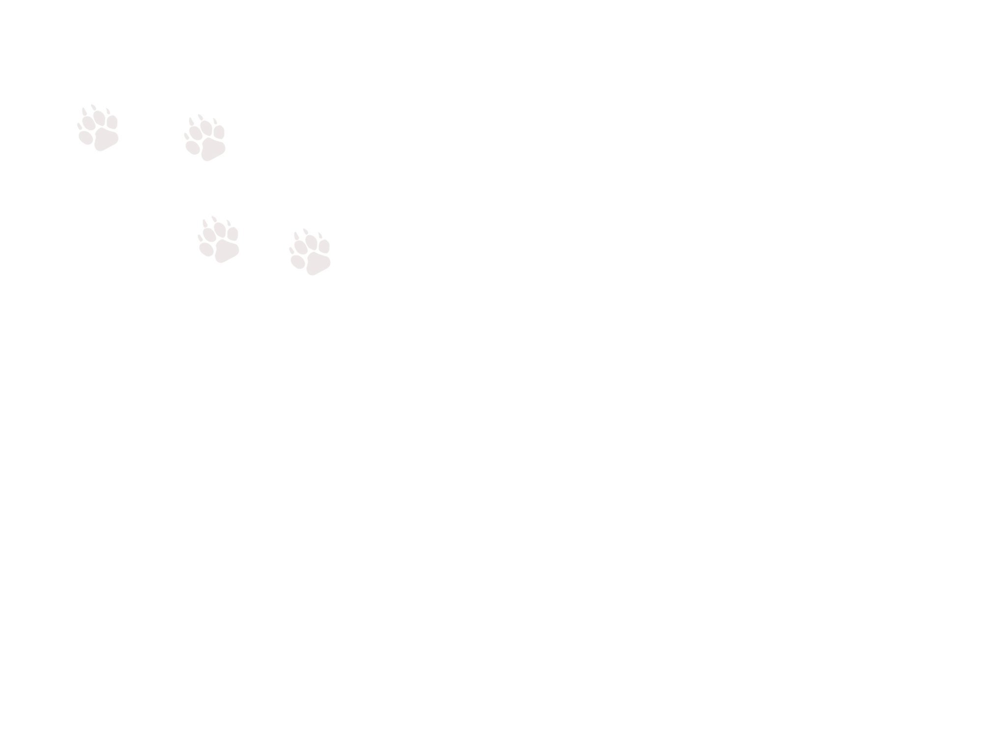 Banner+Paws-FINAL2.jpg
