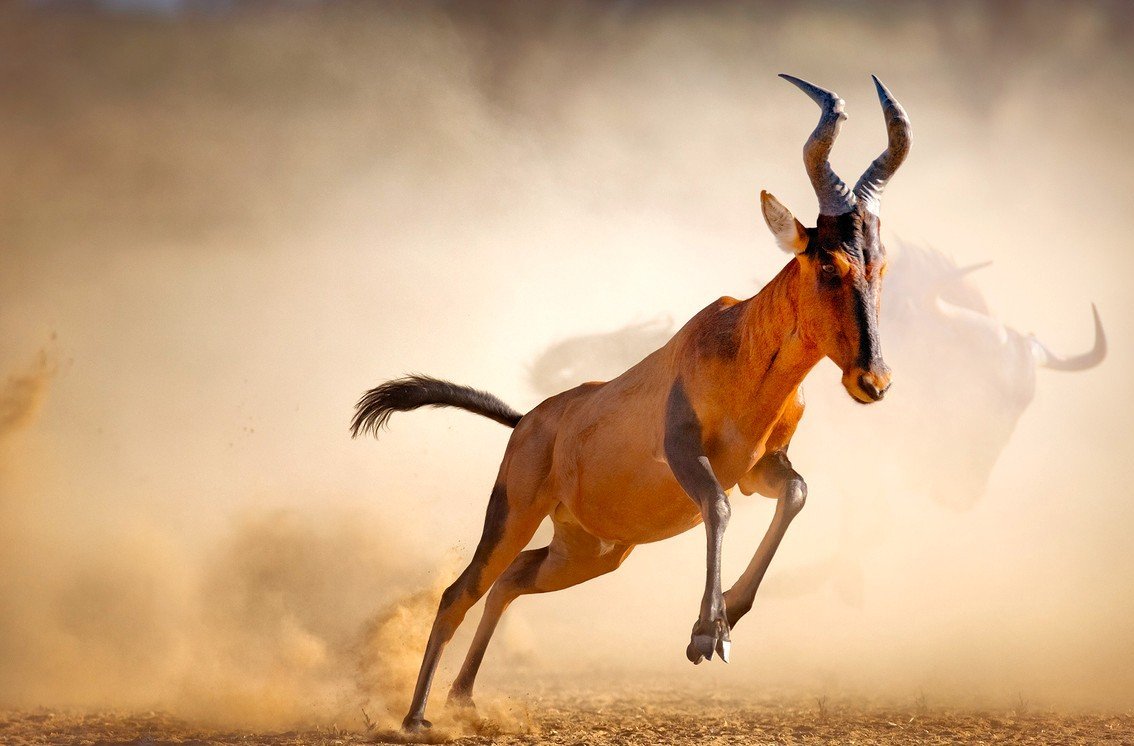 Red-hartebeest-running-in-dust-175683926_1255x837 C.jpeg