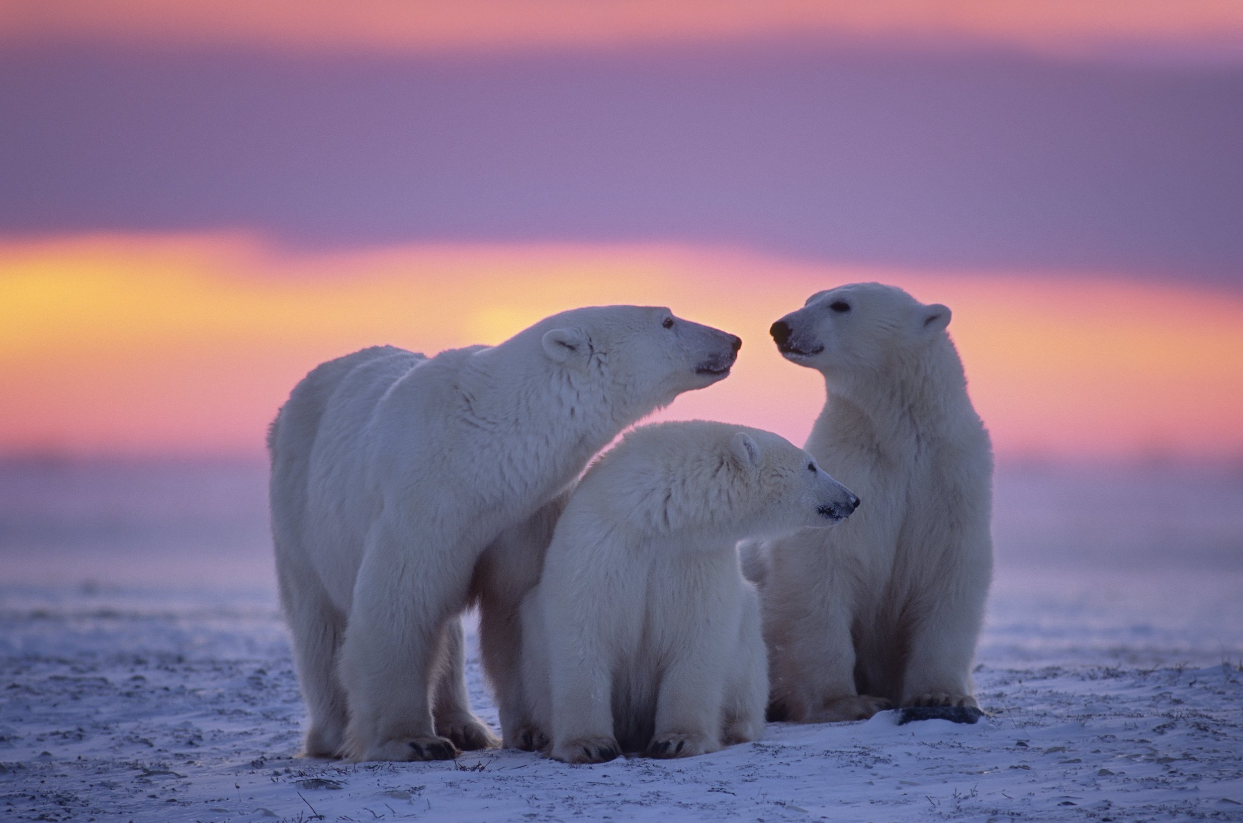 Polar-bear-with-yearling-cubssee-others-in-my-portfolio-146003183_3006x1990.jpeg