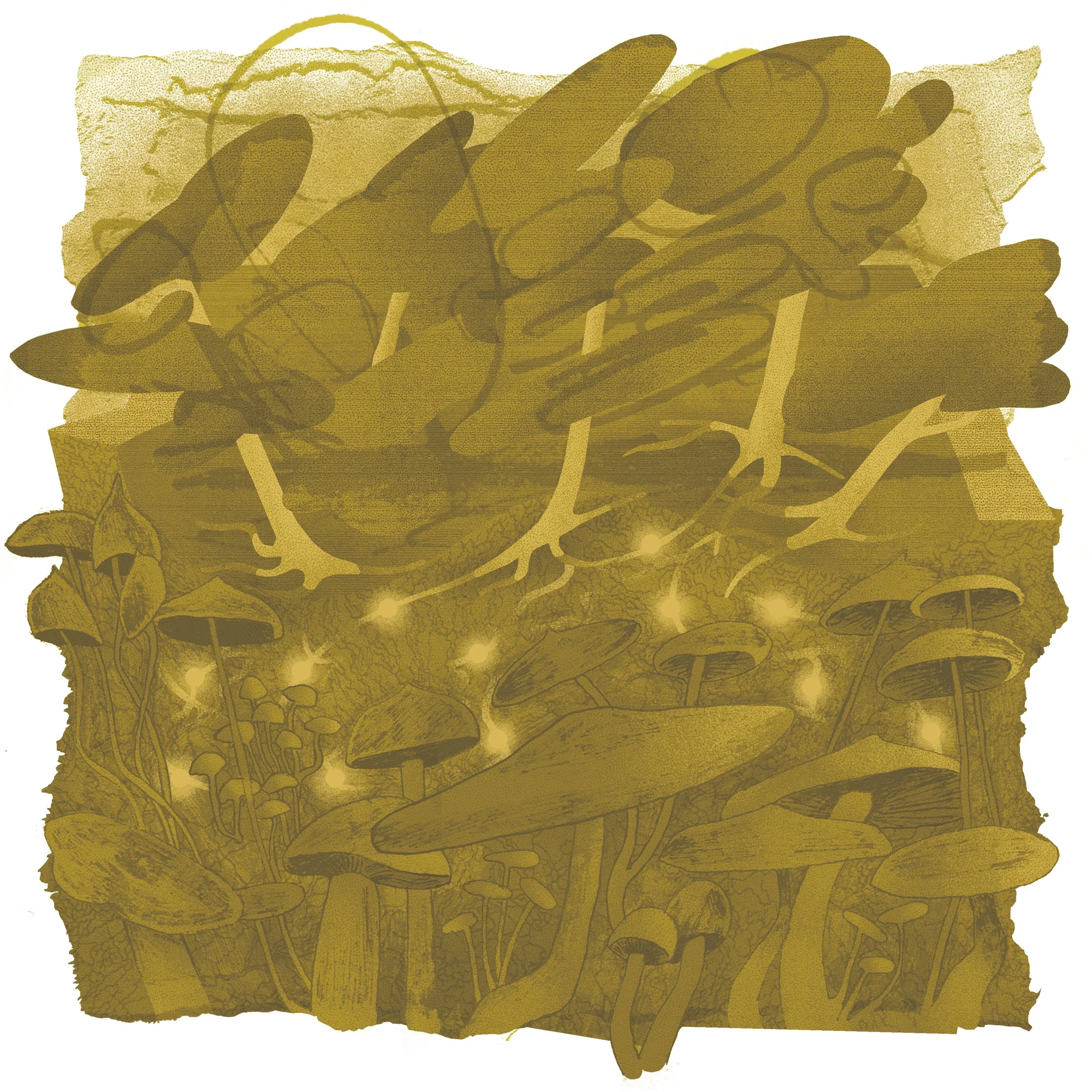 MYCORRHIZAL_2500PX_1.jpg