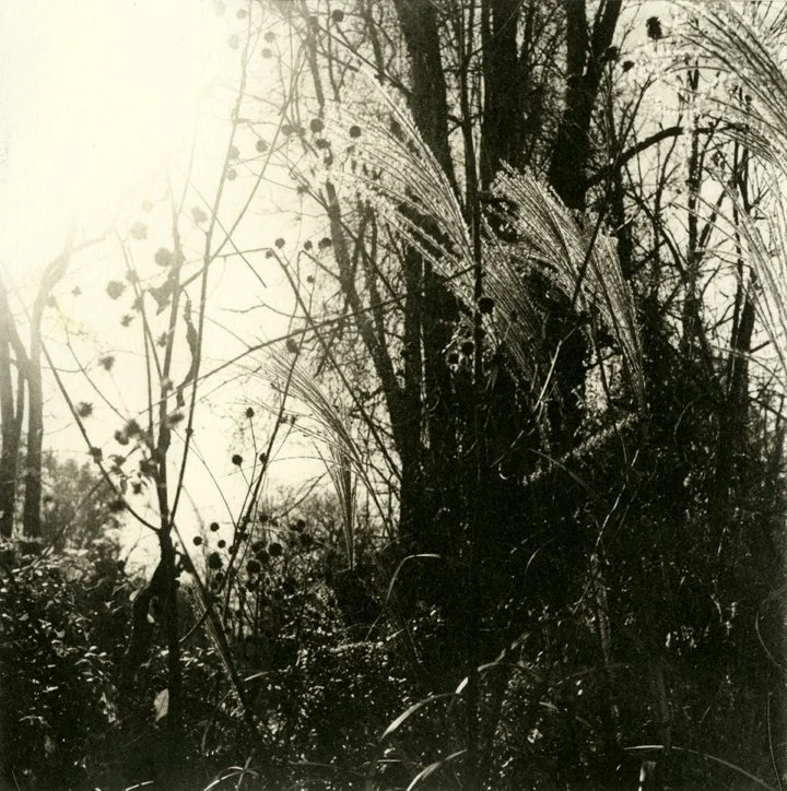 Black and white photo of tall grasses and trees in a natural outdoor setting.