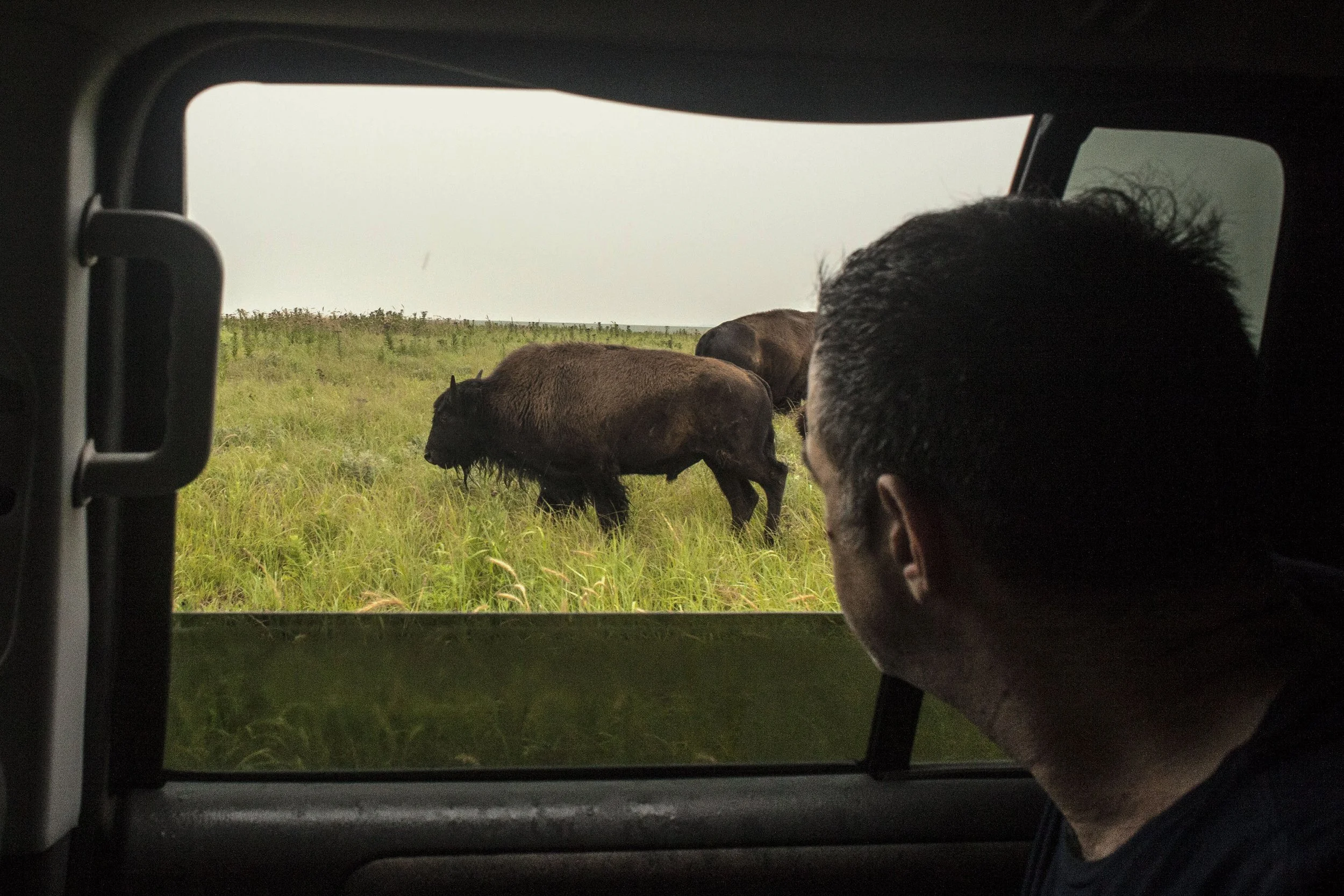 Seth Kugel watches bison from inside a car
