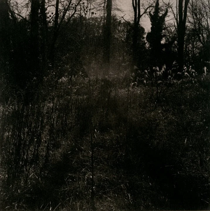 A dark, wooded area with tall trees and dense foliage, appears to be taken during dusk or night.
