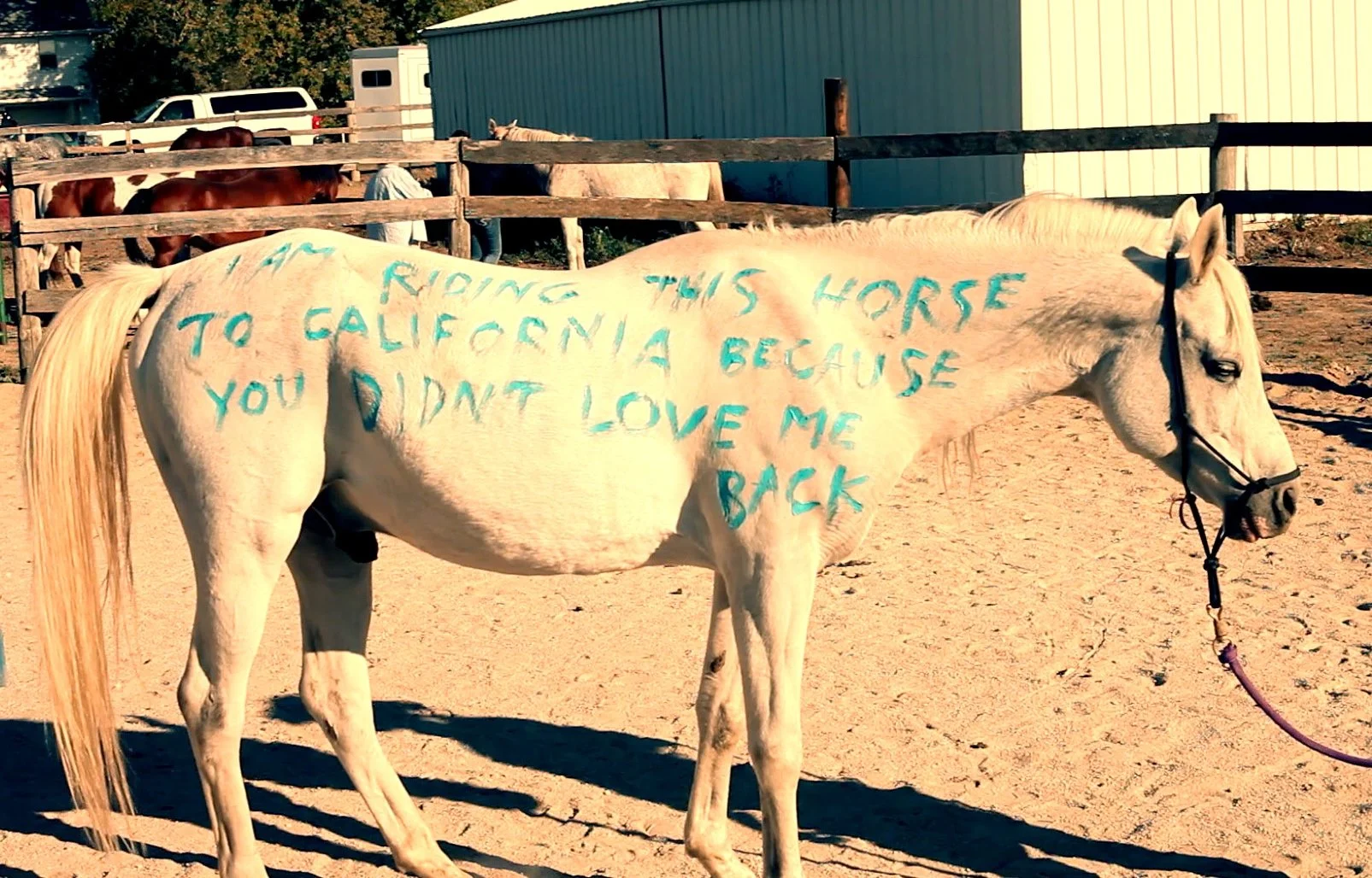 A white horse standing in a fenced arena with the phrase written on its side in blue letters: "I'm riding this horse to California because you didn't love me back."