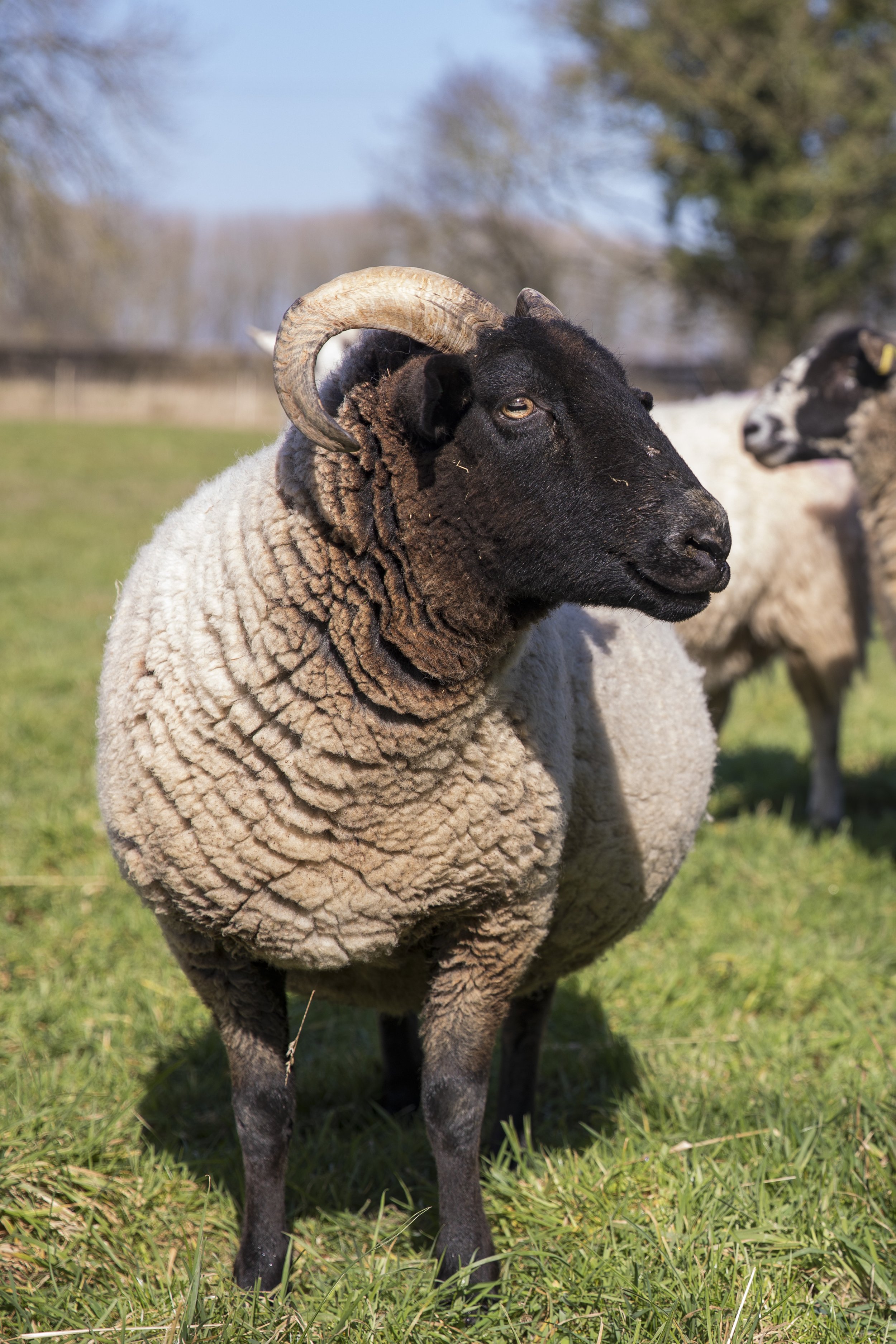 Eco_Ewe_019.jpg