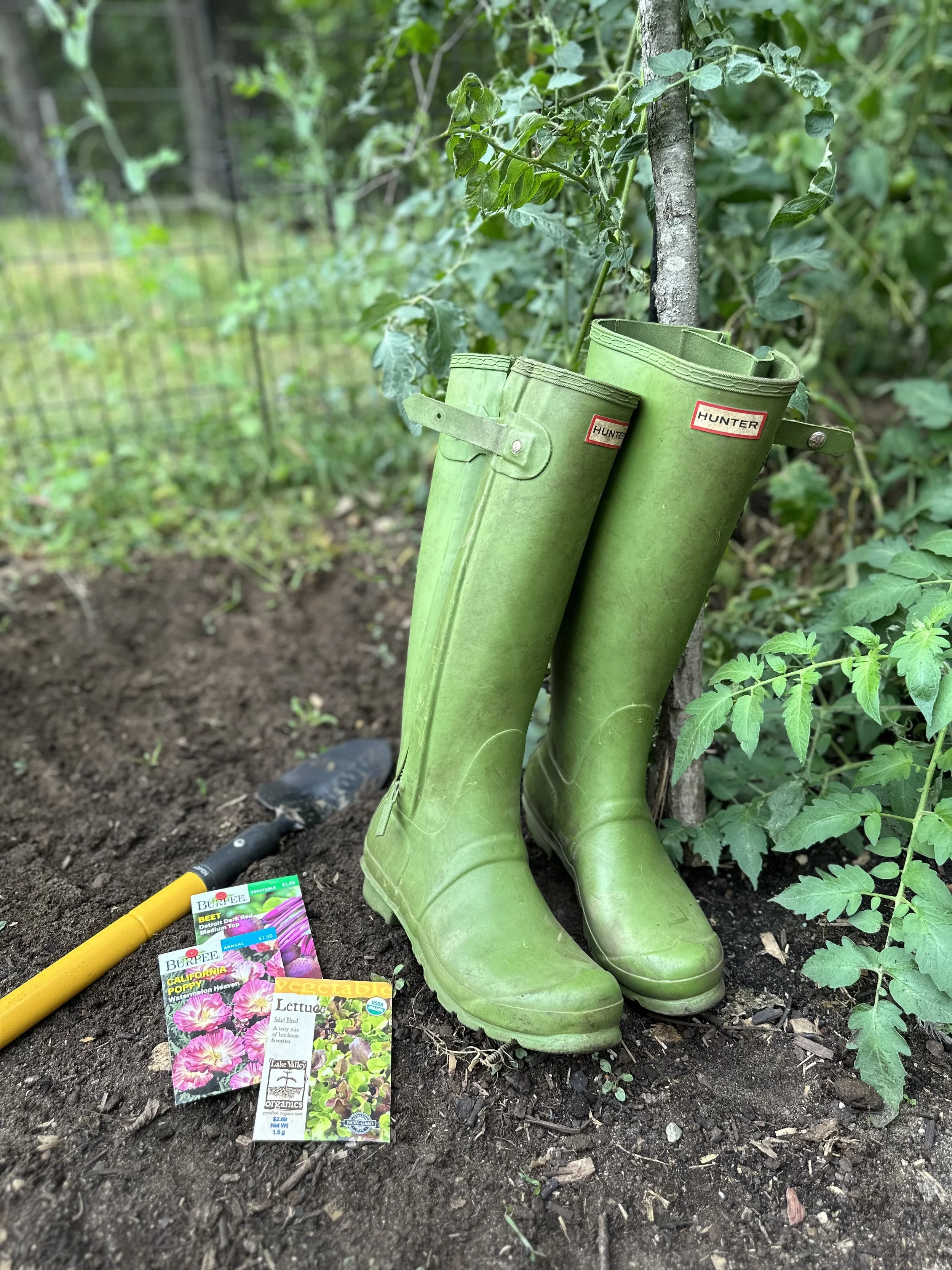 🌿 10 Steps to a Tea Garden