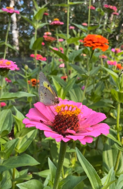 5 Reasons Why You Should Plant Zinnias (Especially in Minnesota)