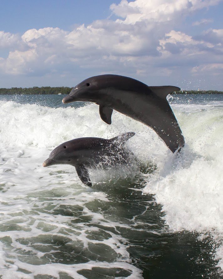 Carolina-Daze-Dolphins-2.jpg