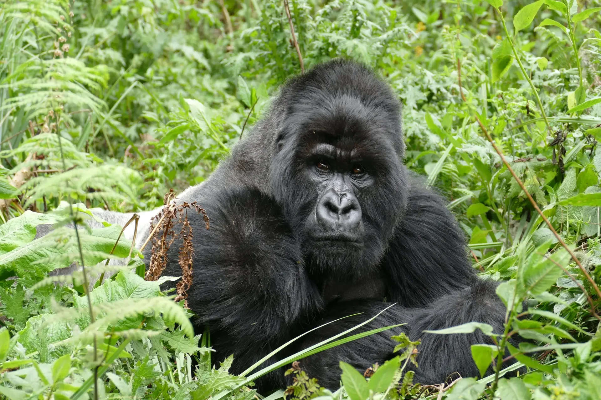 Rwanda and the Gorillas: What a Safari Without a Destination Hierarchy Actually Means