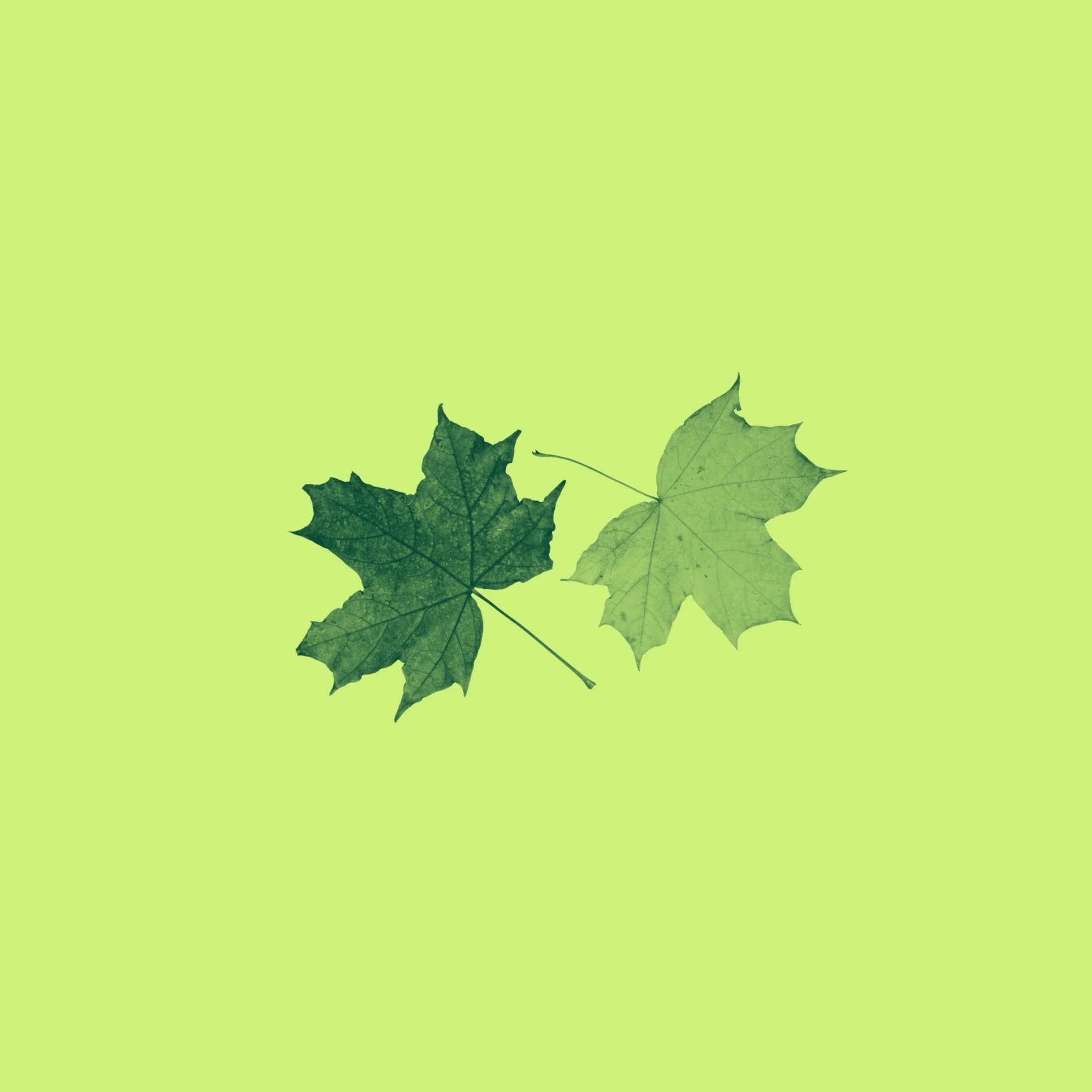 Two maple leaves, one darker and one lighter, against a pale green background.