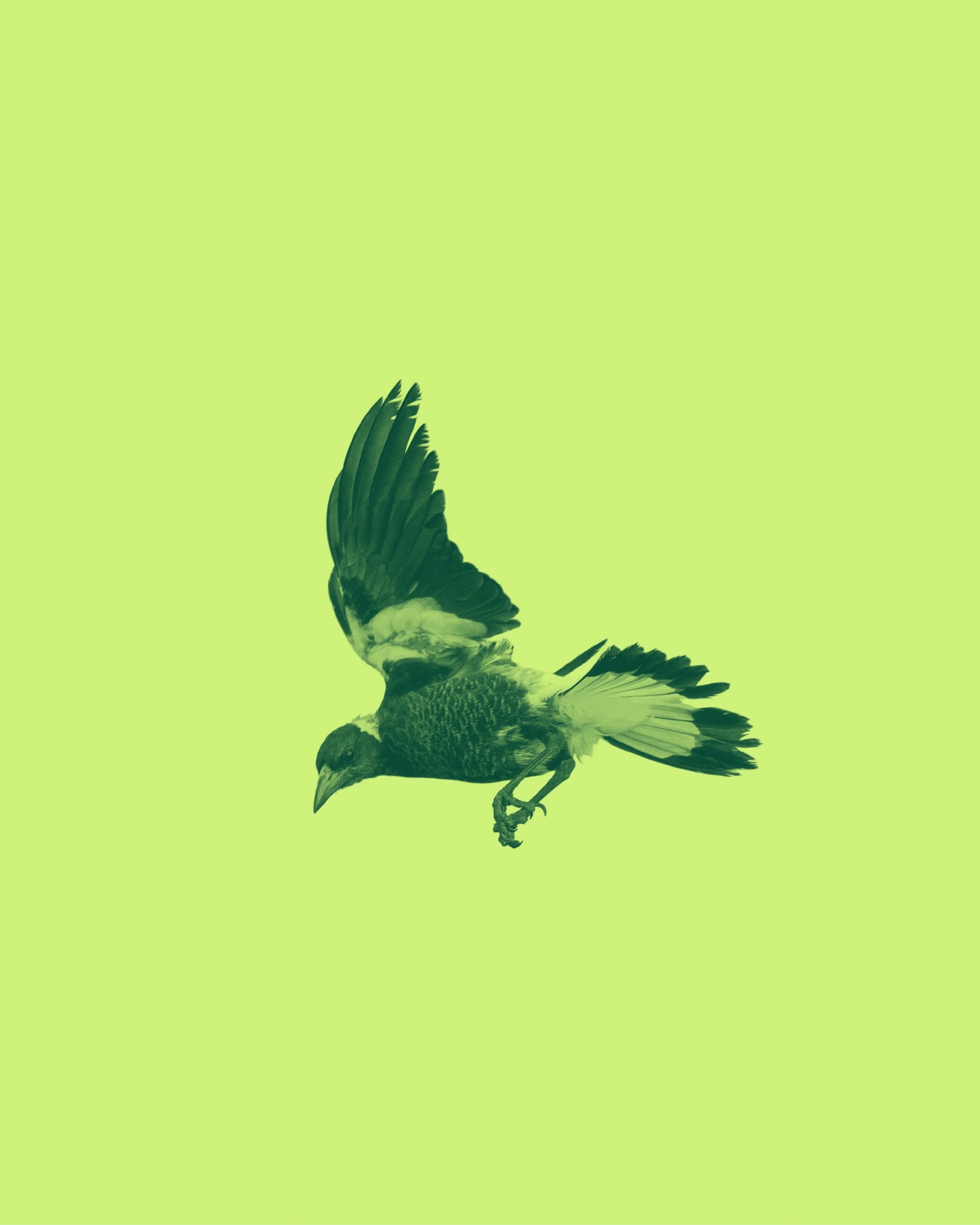 A bird in flight with green and black feathers on a light green background.