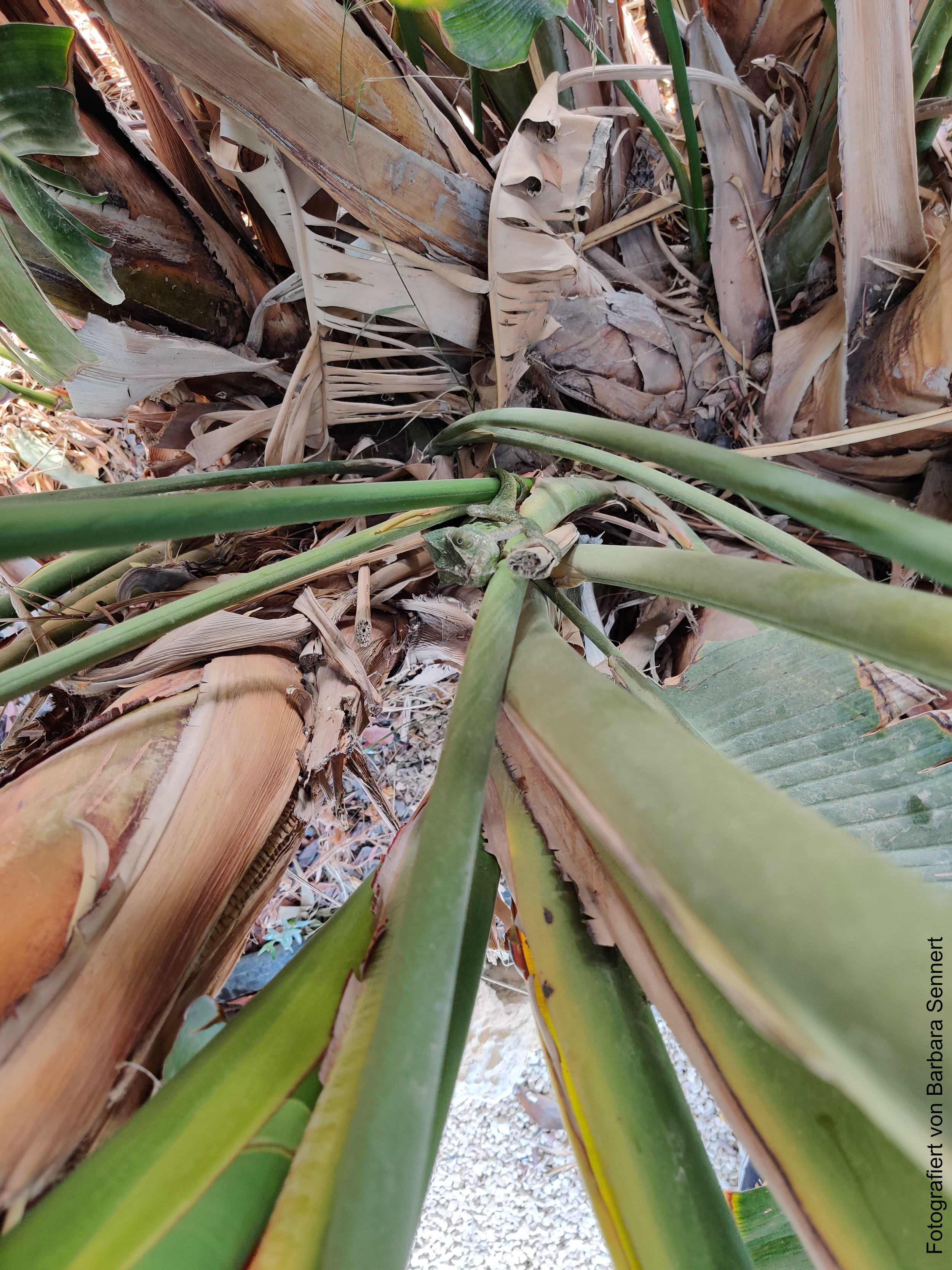 Wie sich der strukturelle Irrsinn selbst reproduziert