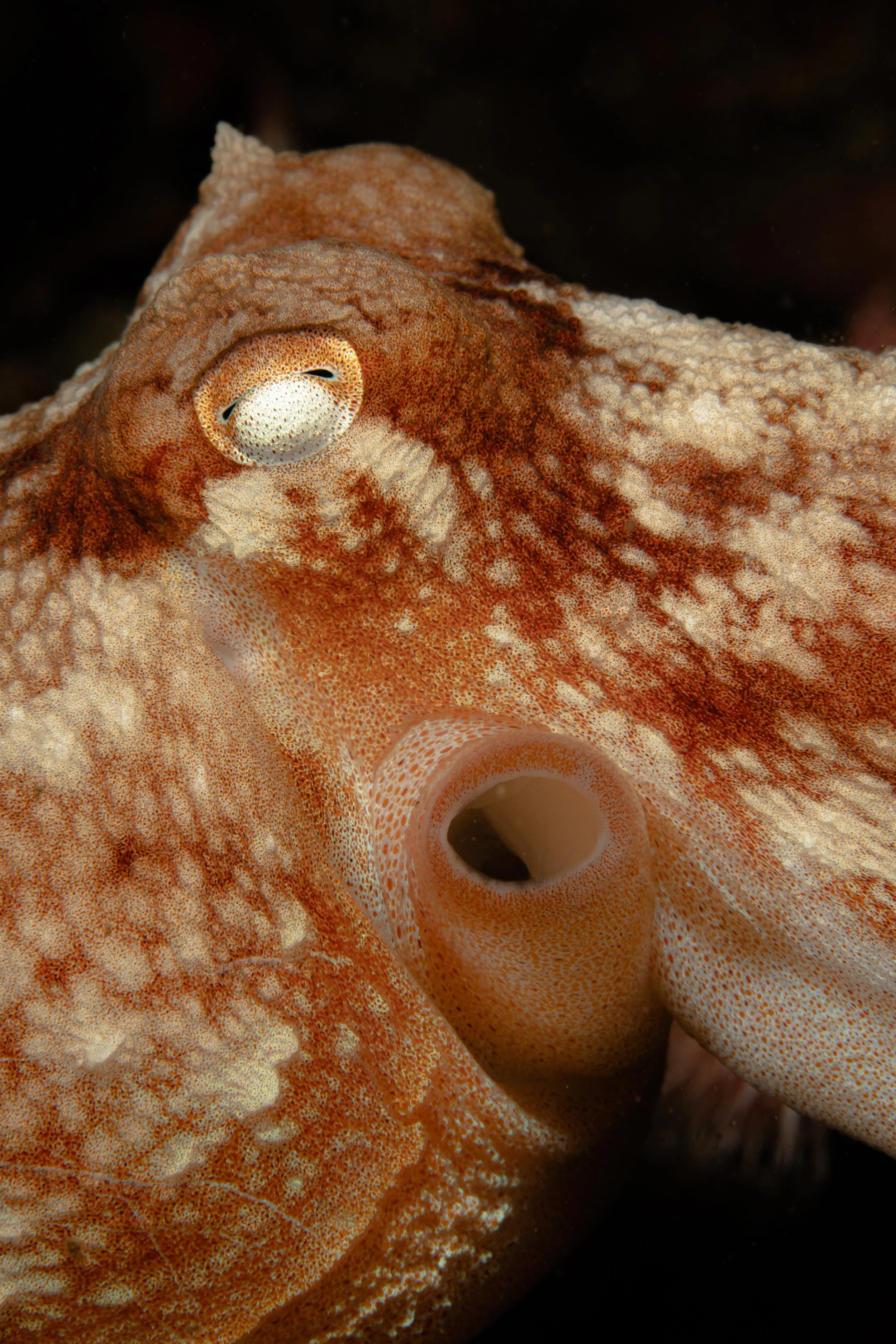 Curled octopus, macro,  scotland, shetland, underwater, marine life, ocean