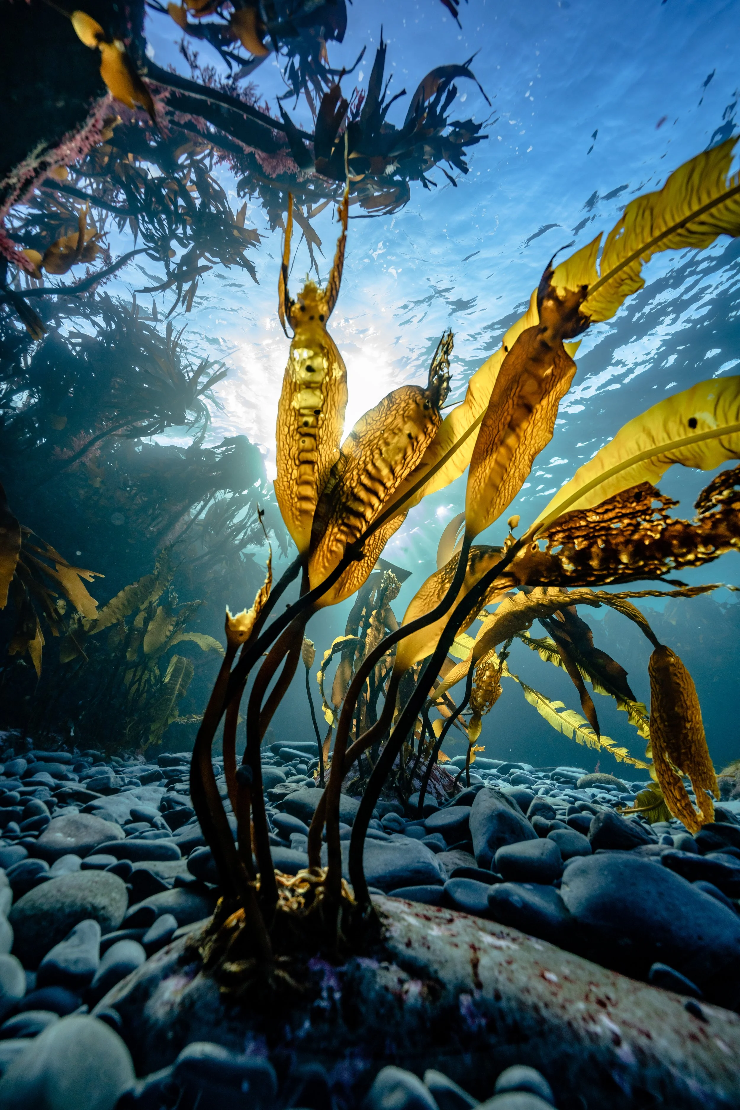Kelp, scotland, shetland, underwater, marine life, ocean