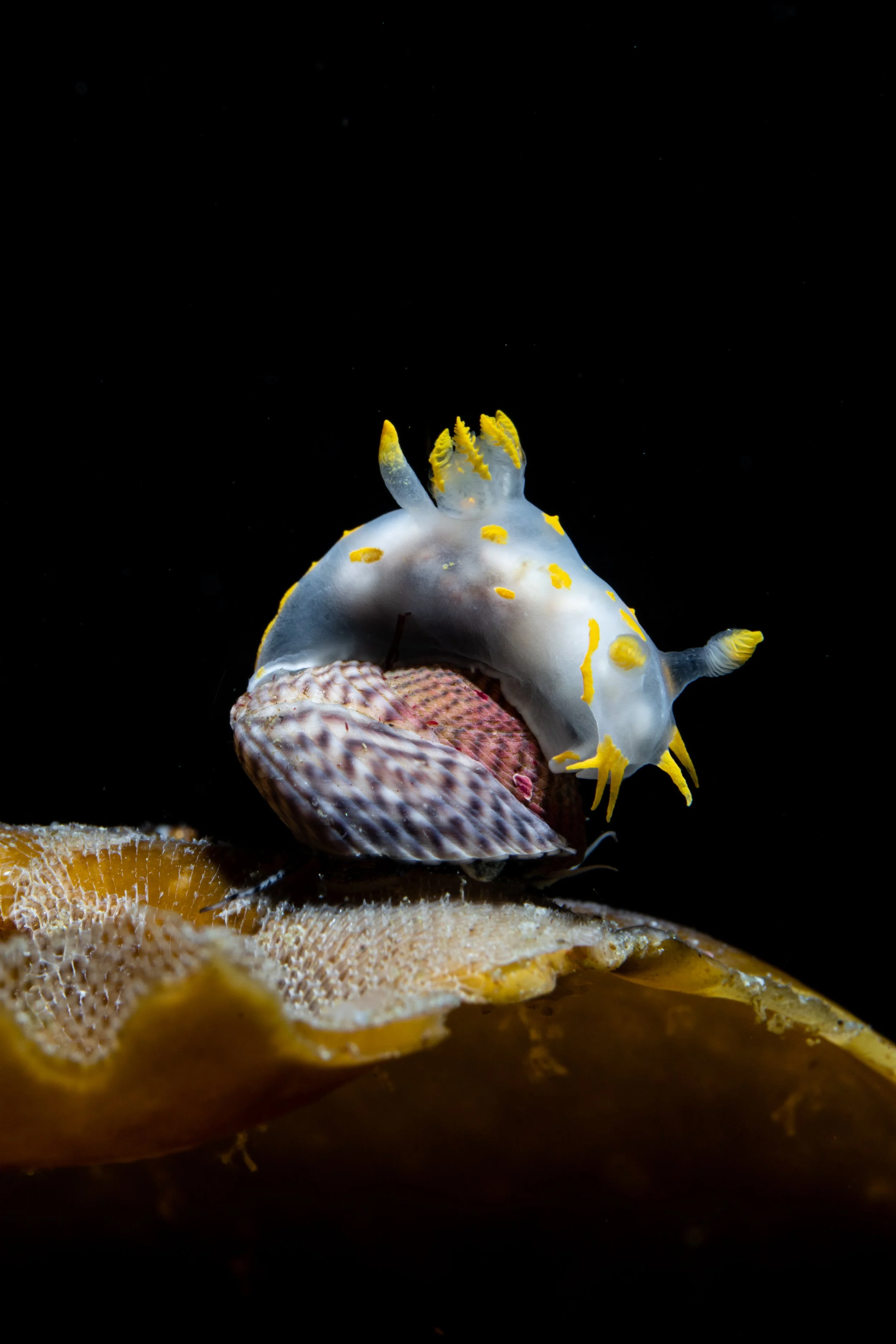 Nudibranch, macro,  scotland, shetland, underwater, marine life, ocean.