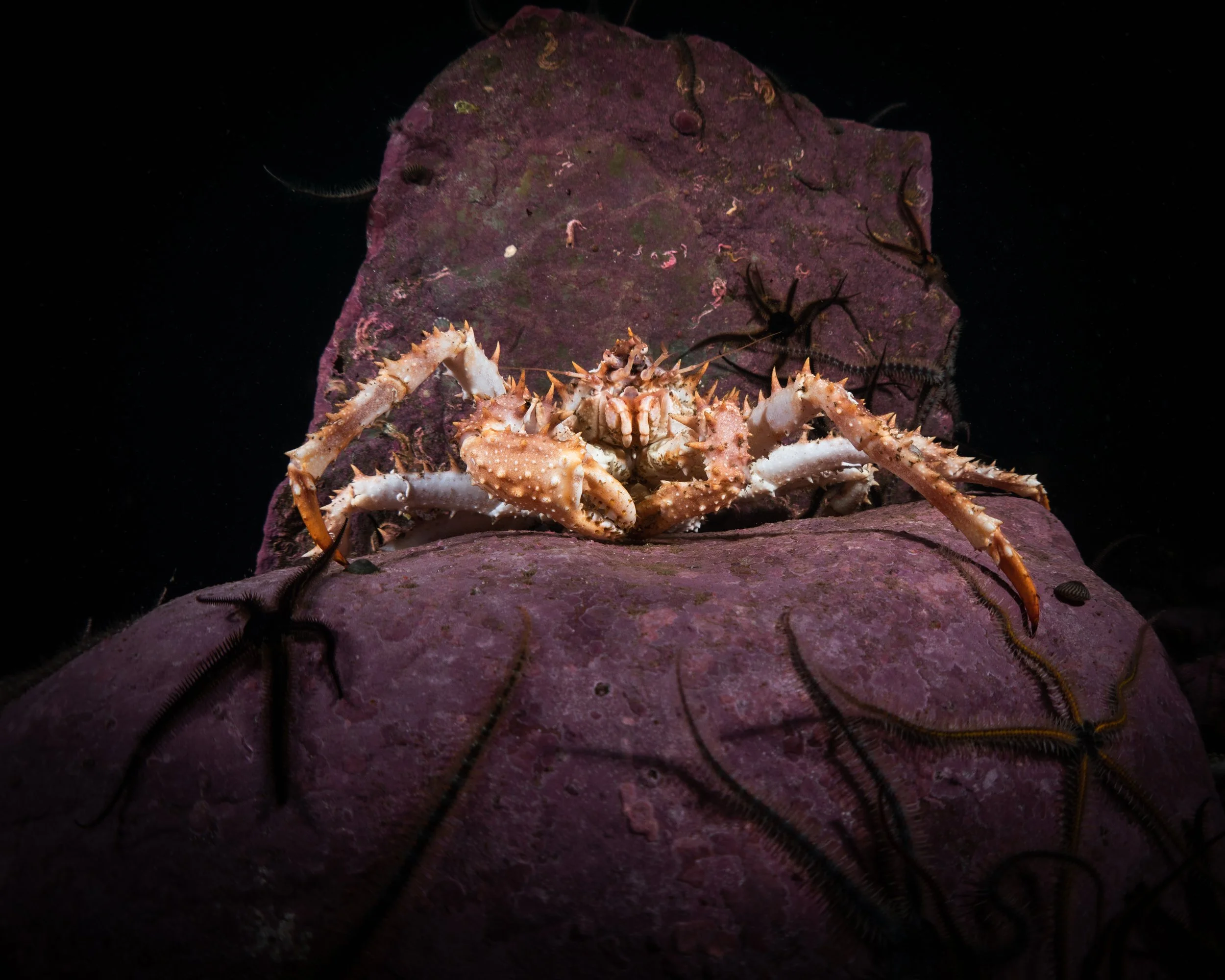 Spider crab,  scotland, shetland, underwater, marine life, ocean