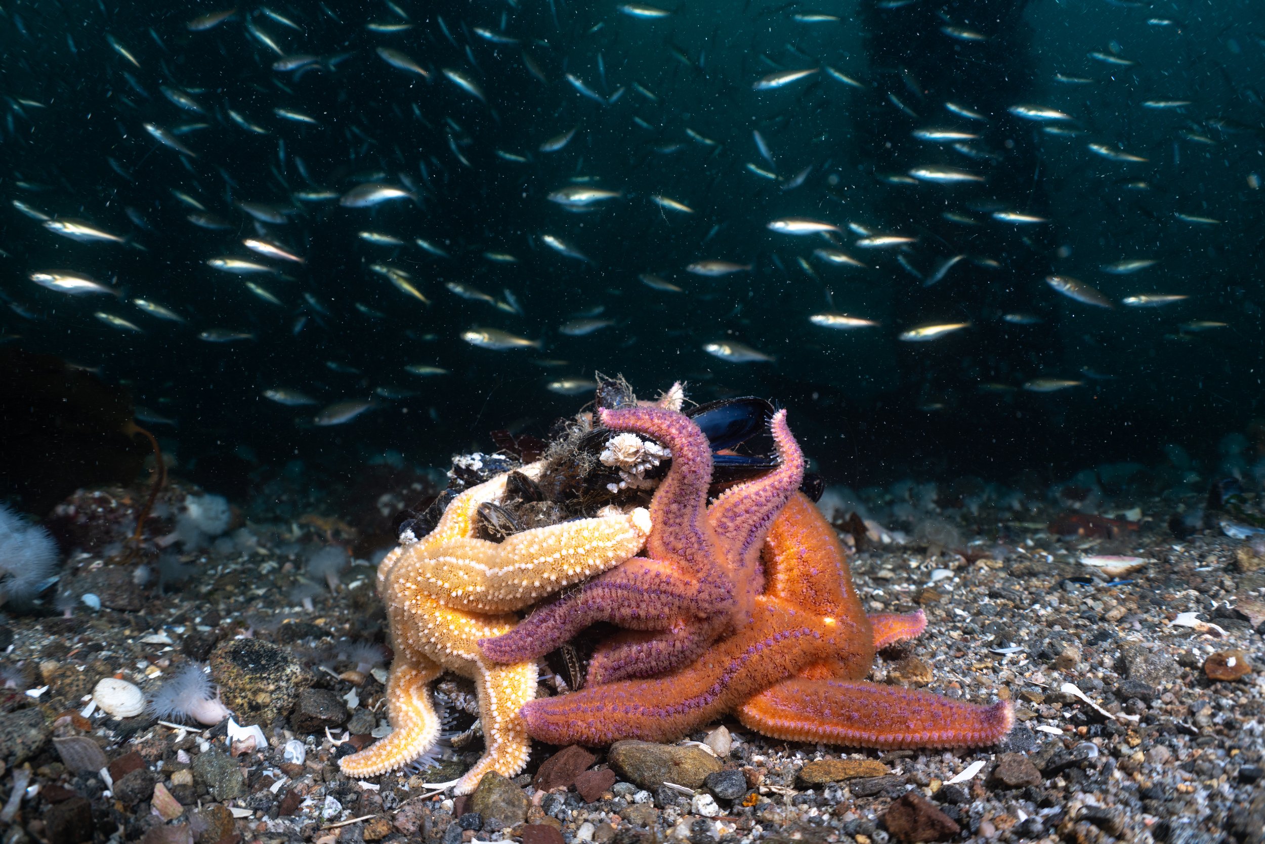 Starfish, shetland, fish, underwater, marine life.