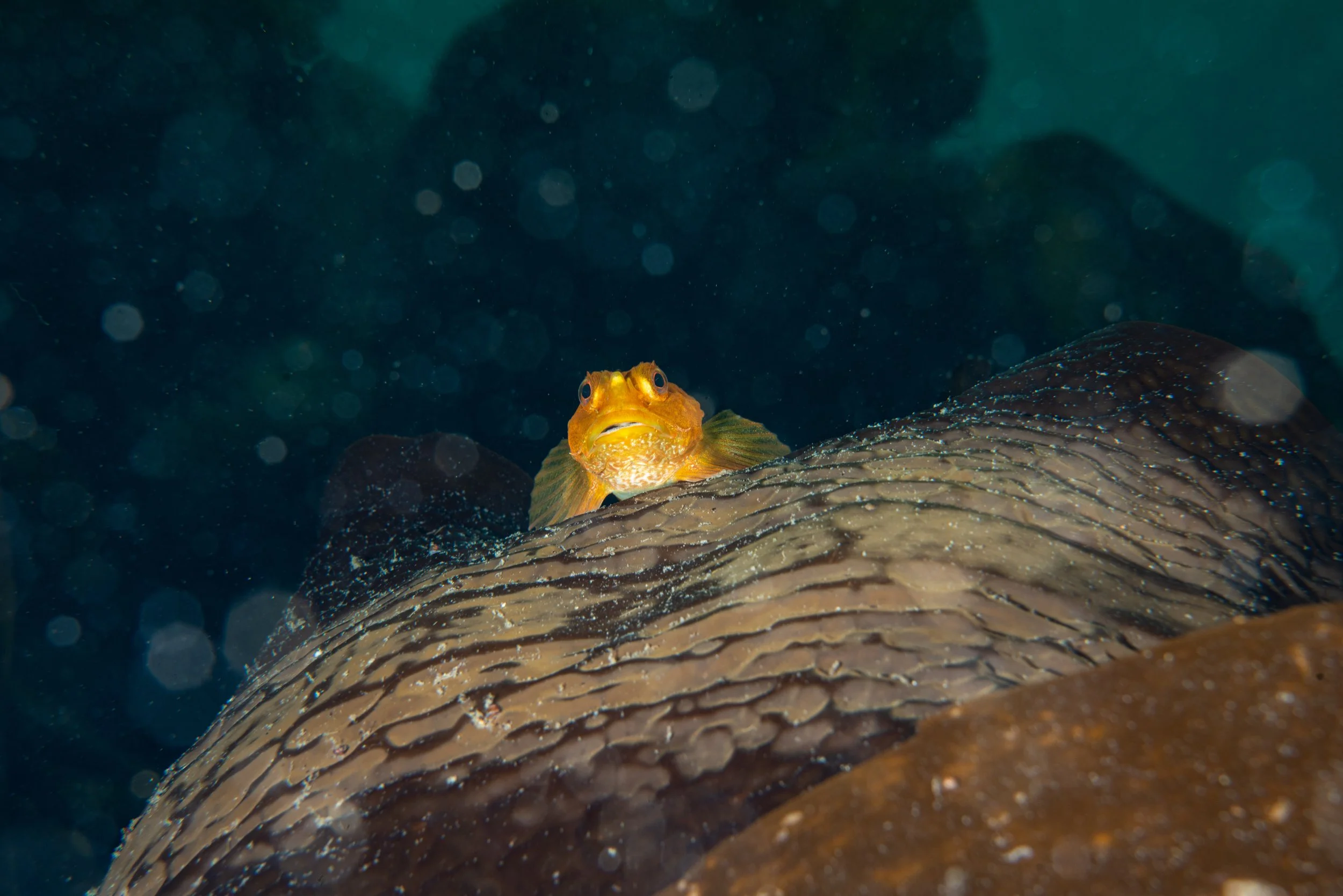 Sea scorpion,  scotland, shetland, underwater, marine life, ocean