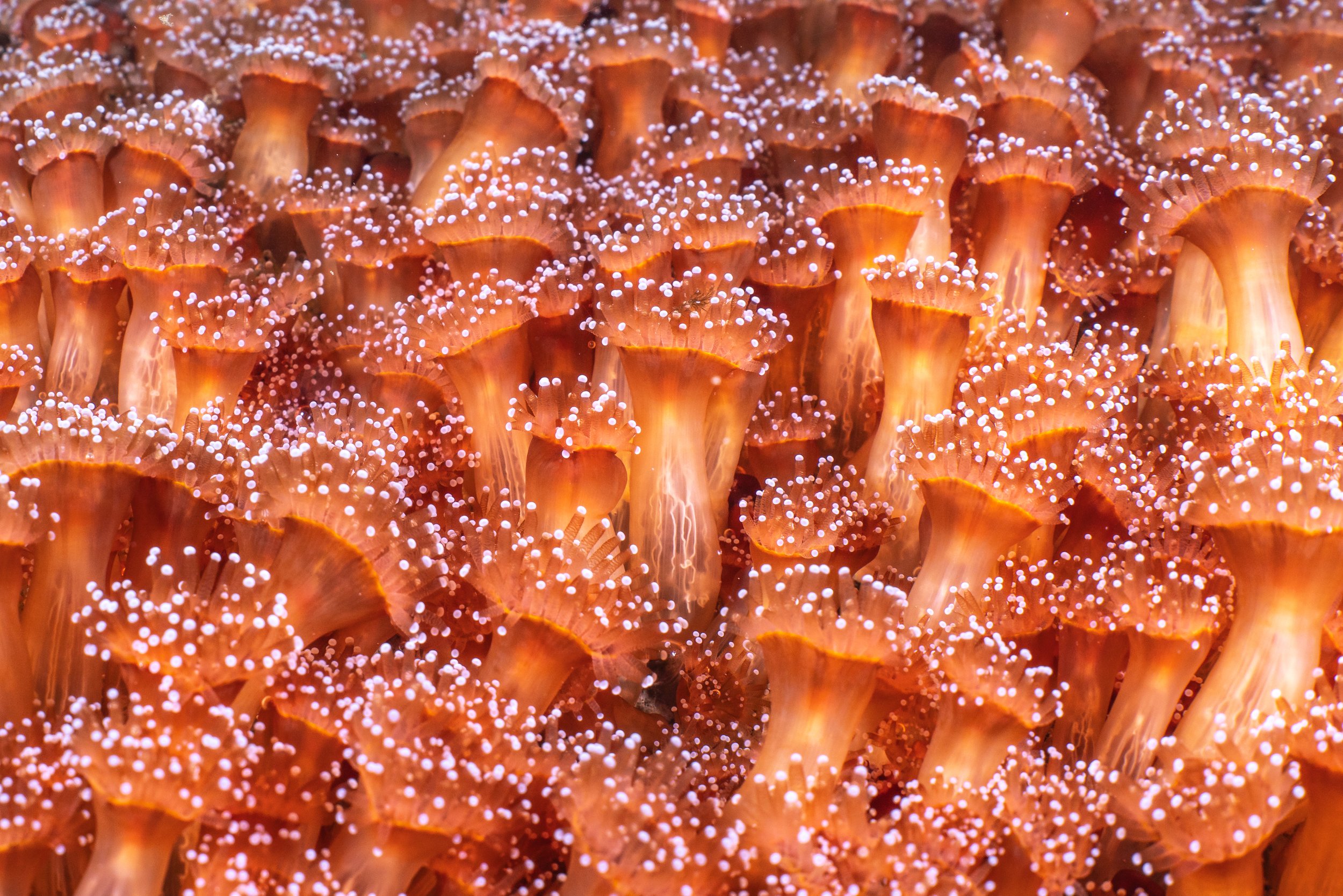 Jewel anemone, macro,  scotland, shetland, underwater, marine life, ocean