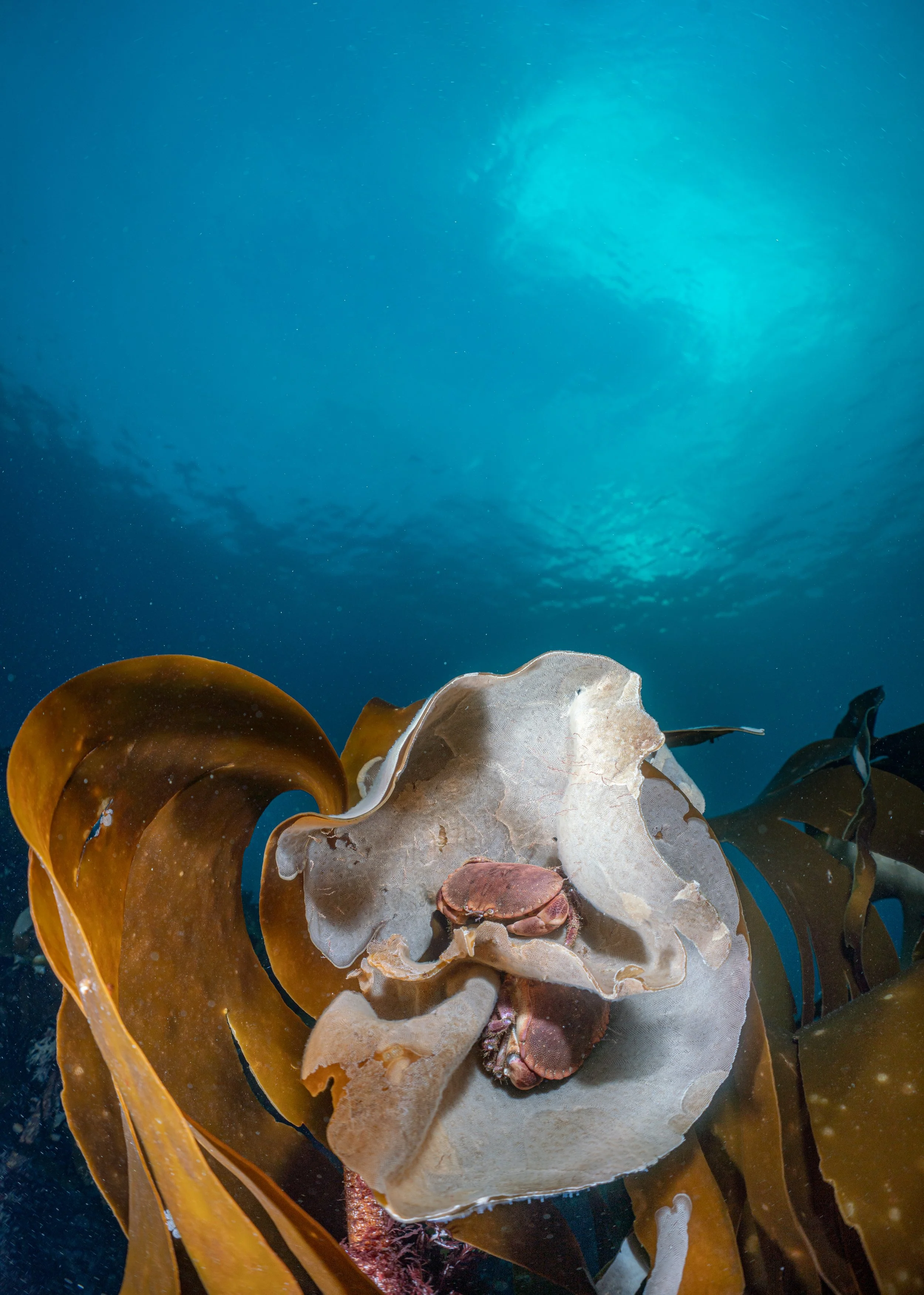 Brown crab, kelp,  scotland, shetland, underwater, marine life, ocean