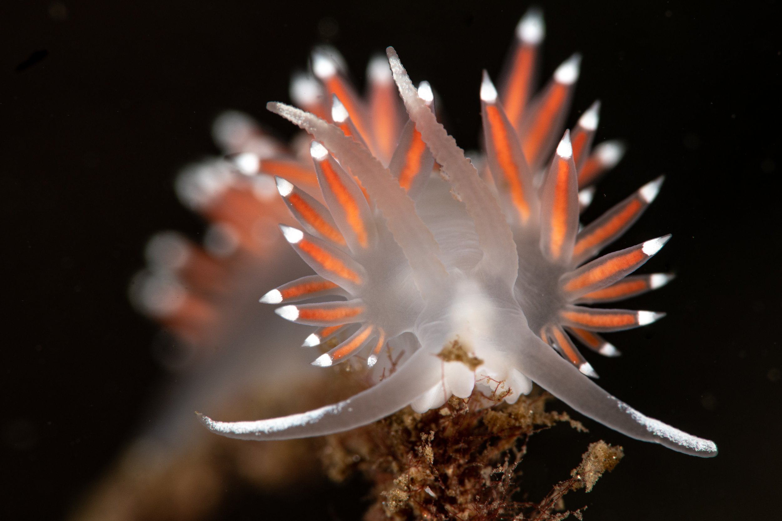 Nudibranch, macro, shetland, underwater, marine life, ocean.