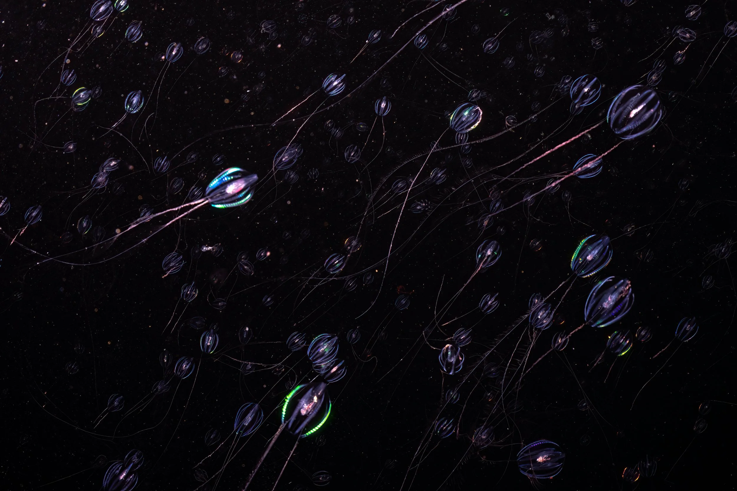 Sea Gooseberry,  scotland, shetland, underwater, marine life, ocean