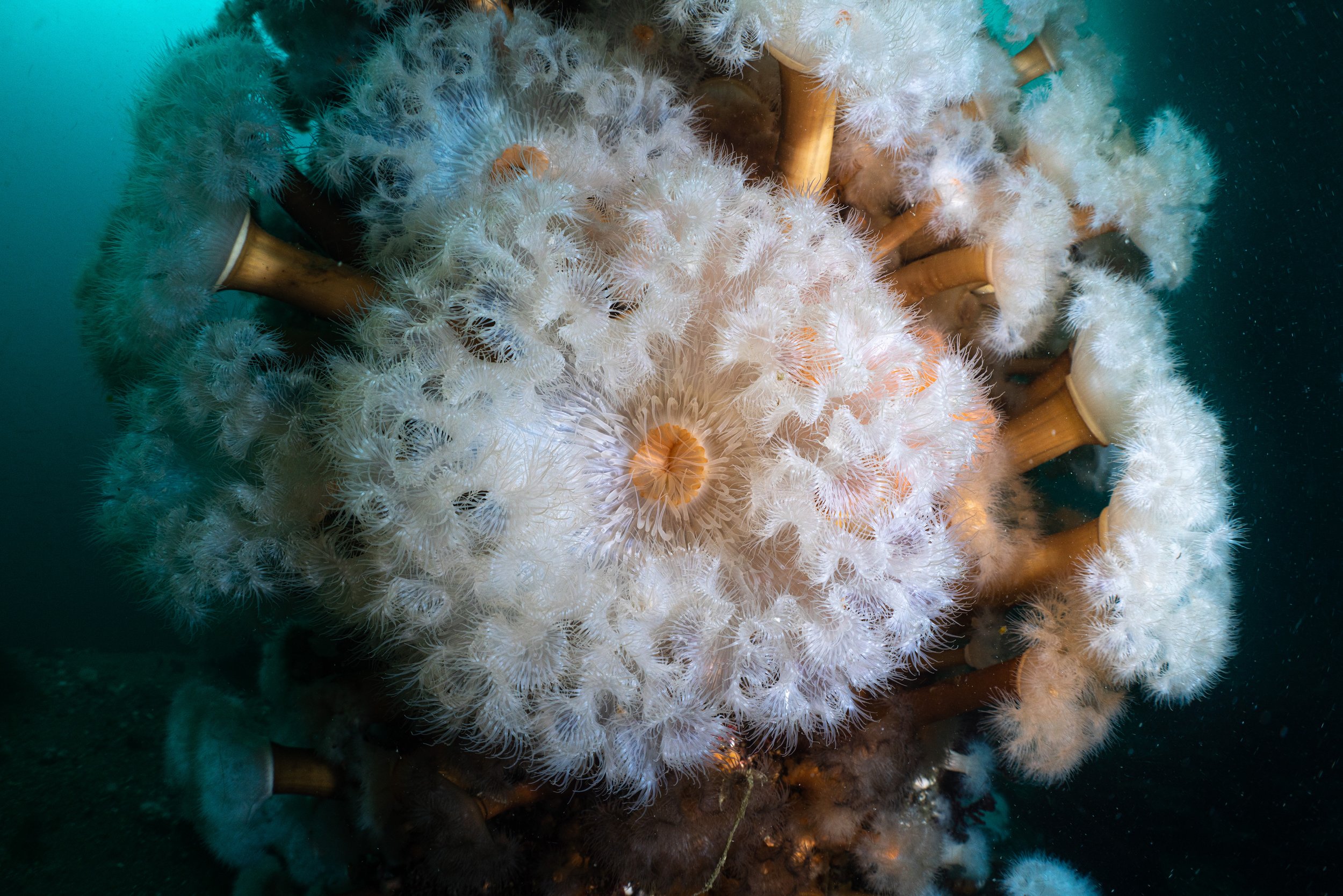 Anemone, shetland, underwater, marine life, ocean.