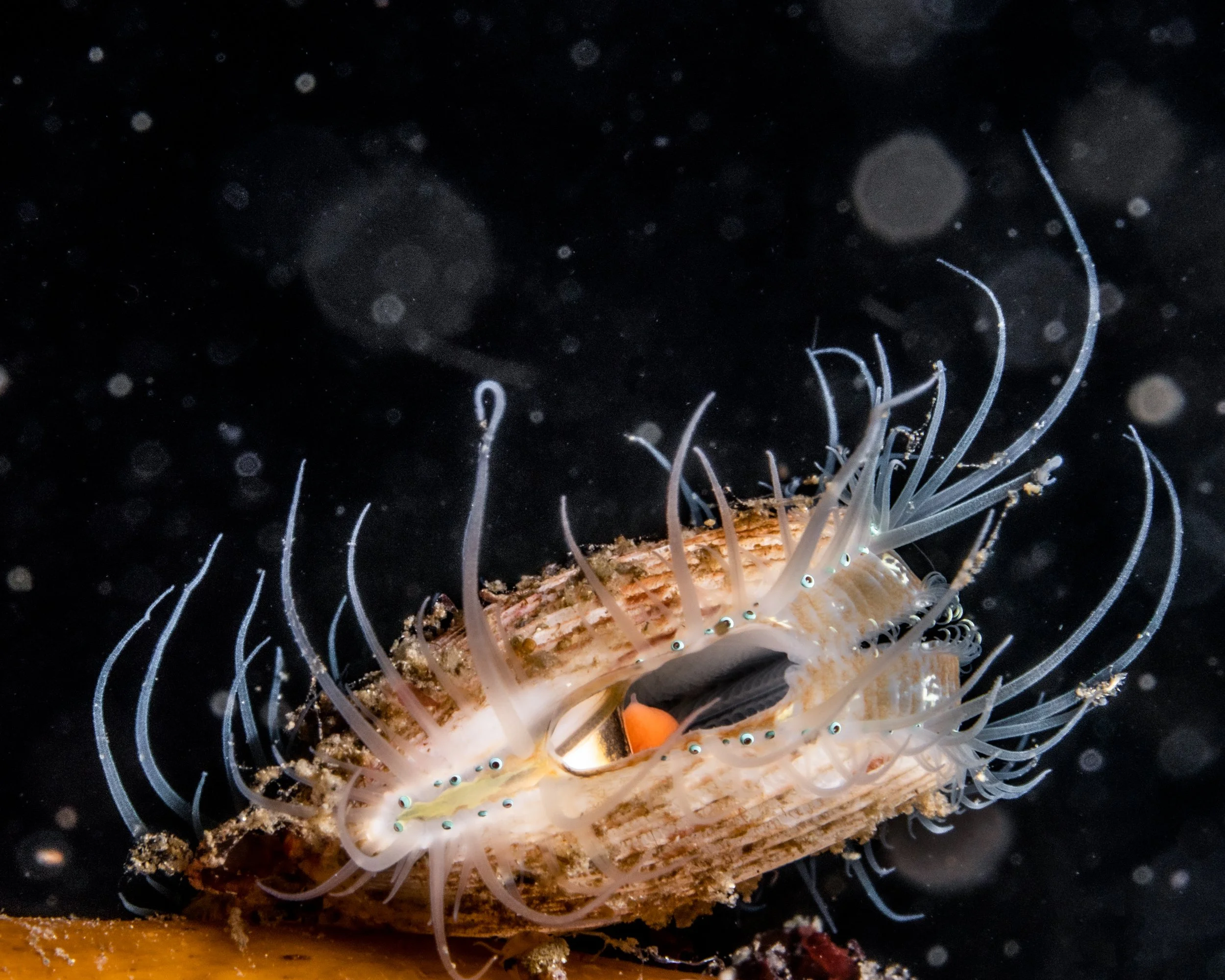 Queen scallop,  macro, scotland, shetland, underwater, marine life, ocean