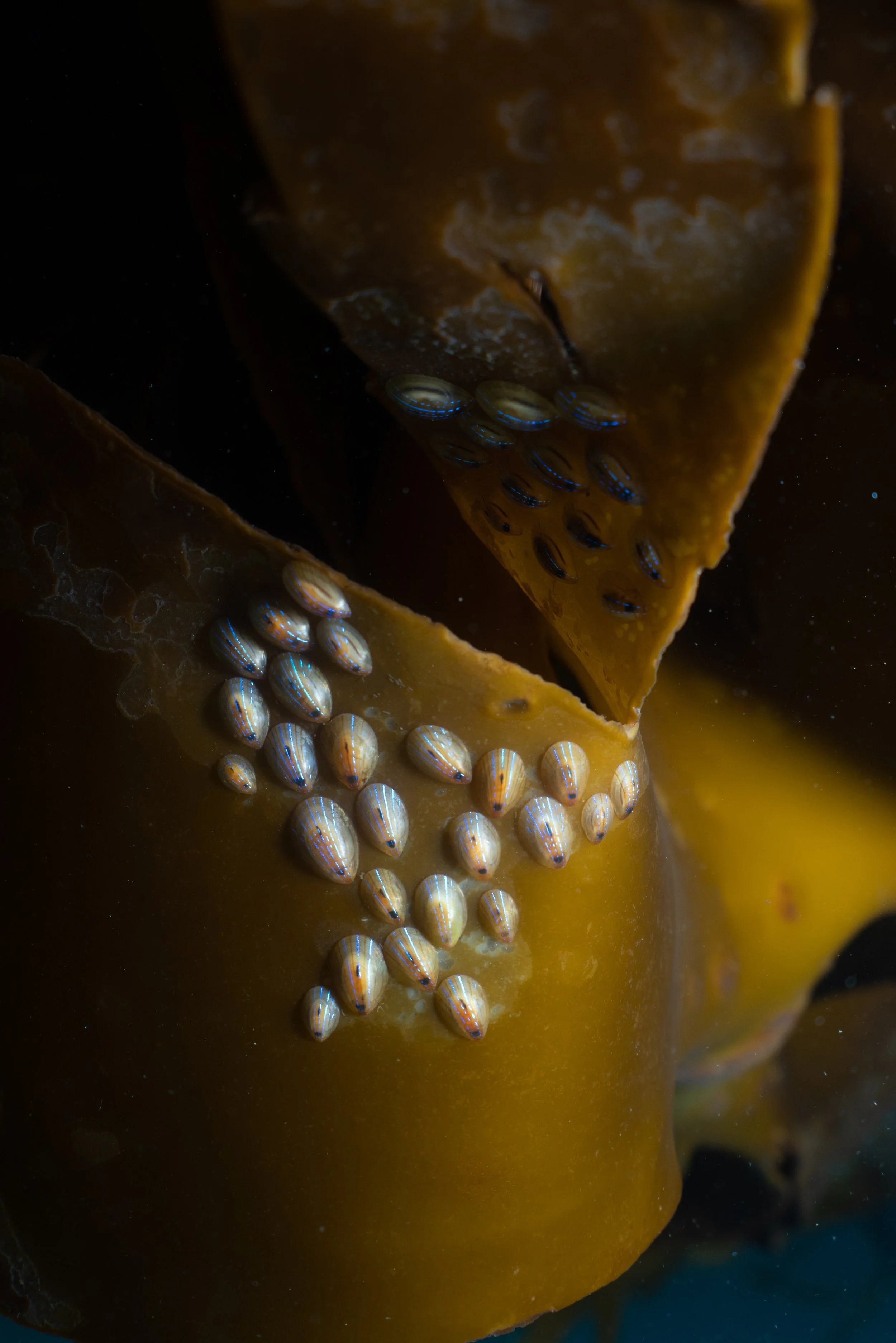 Blue rayed limpet,  scotland, shetland, underwater, marine life, ocean