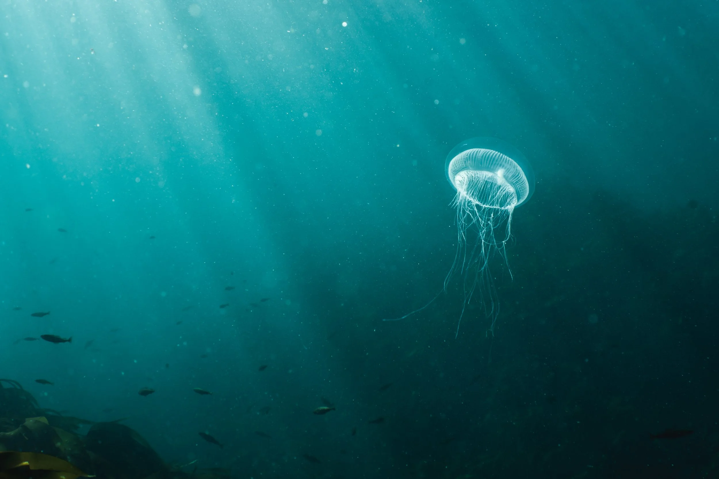  Crystal jellyfish, Scotland, Shetland, underwater, marine life. 
