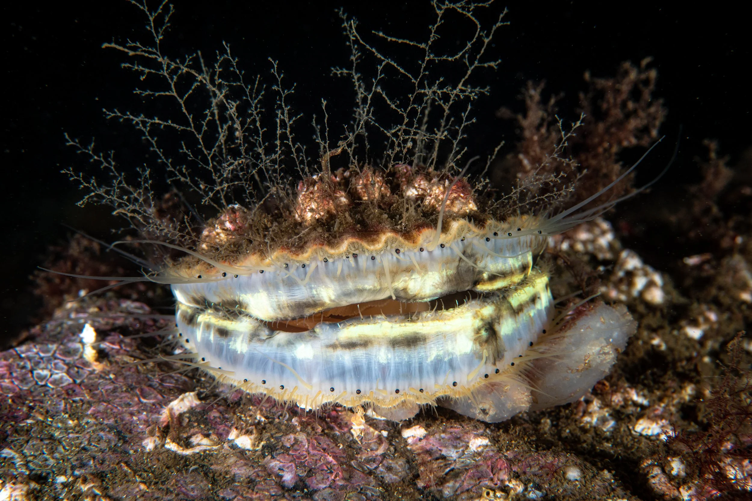 Queen scallop,  scotland, shetland, underwater, marine life, ocean