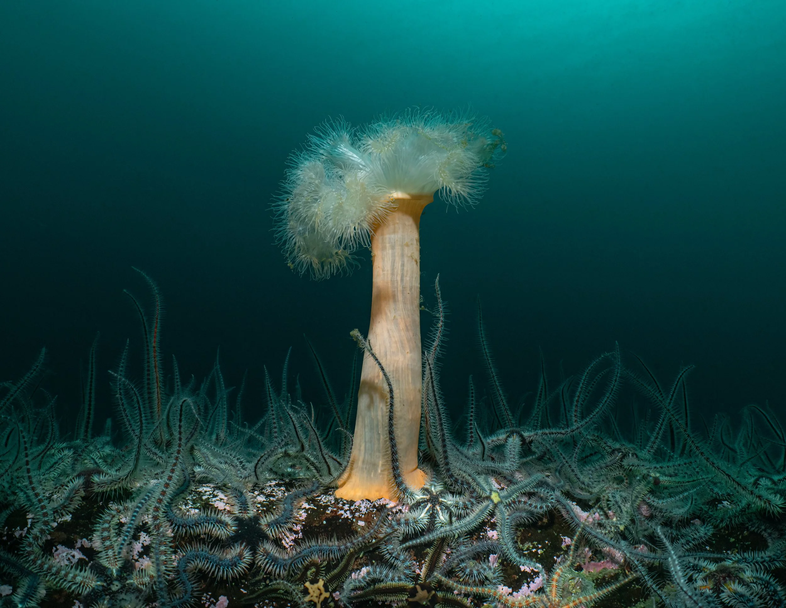 Plumose anemone, brittlestars, shetland, underwater, marinelife.