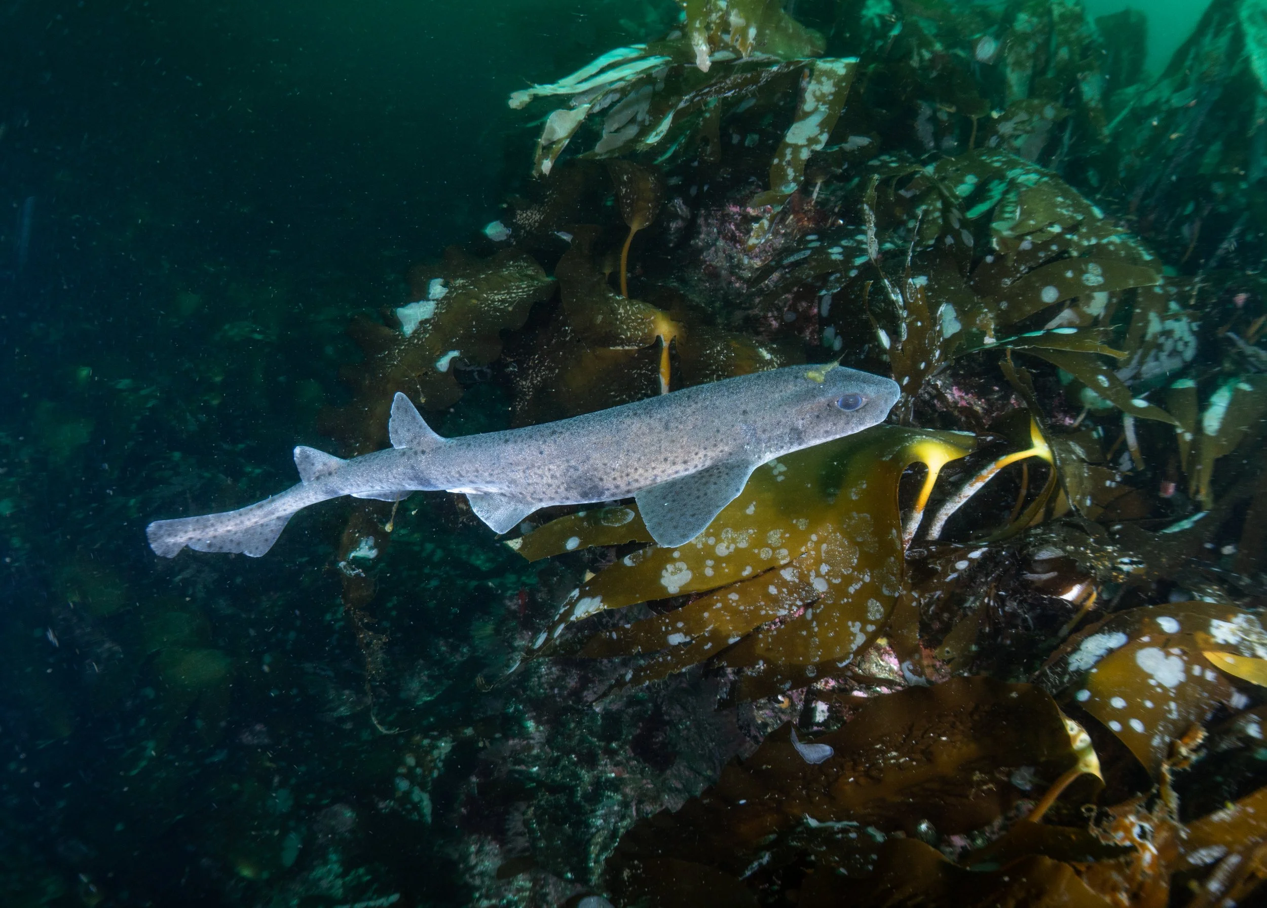 Catshark, kelp, shetland, underwater, marine life, ocean.