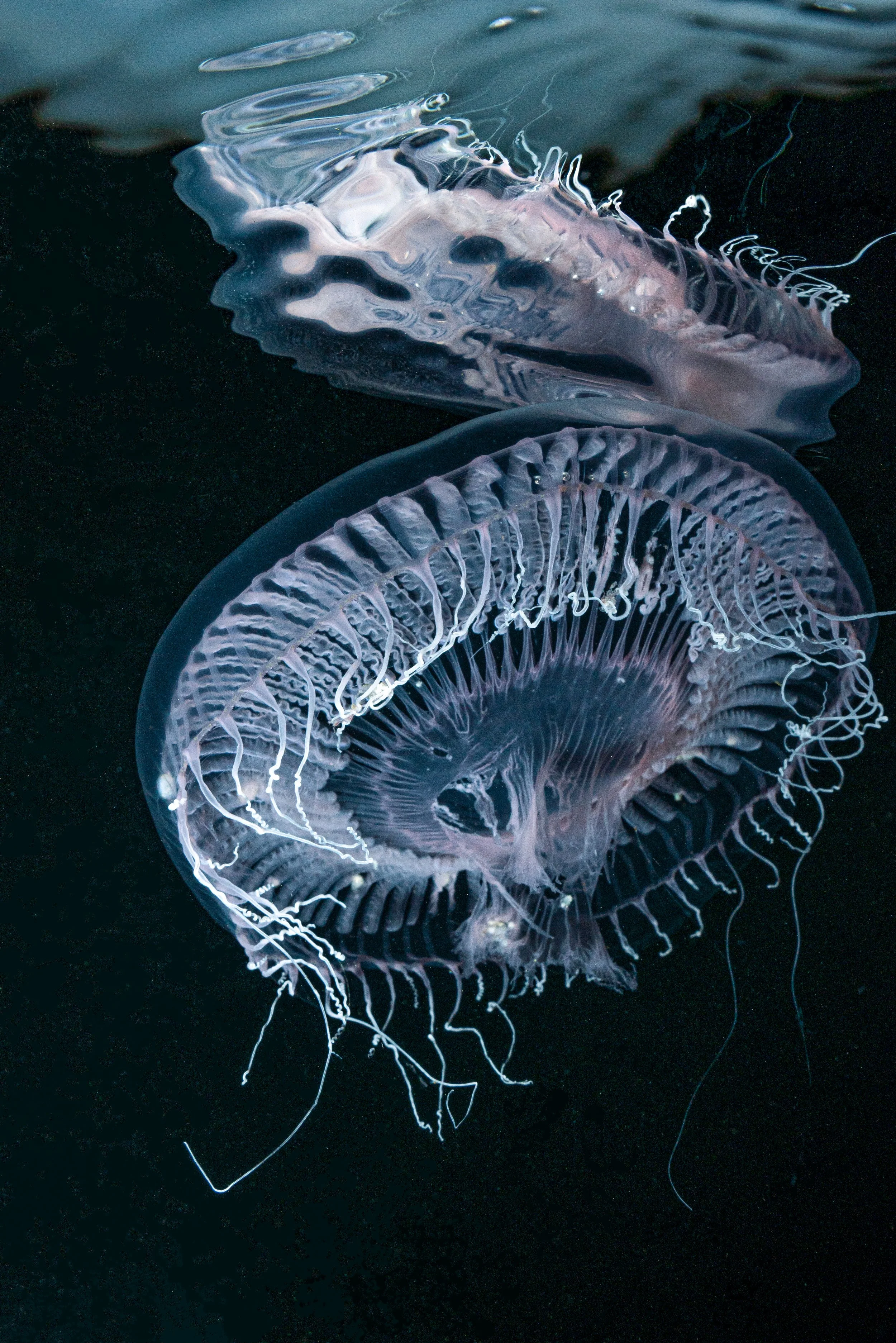  Crystal jellyfish, Shetland, underwater, marine life. 