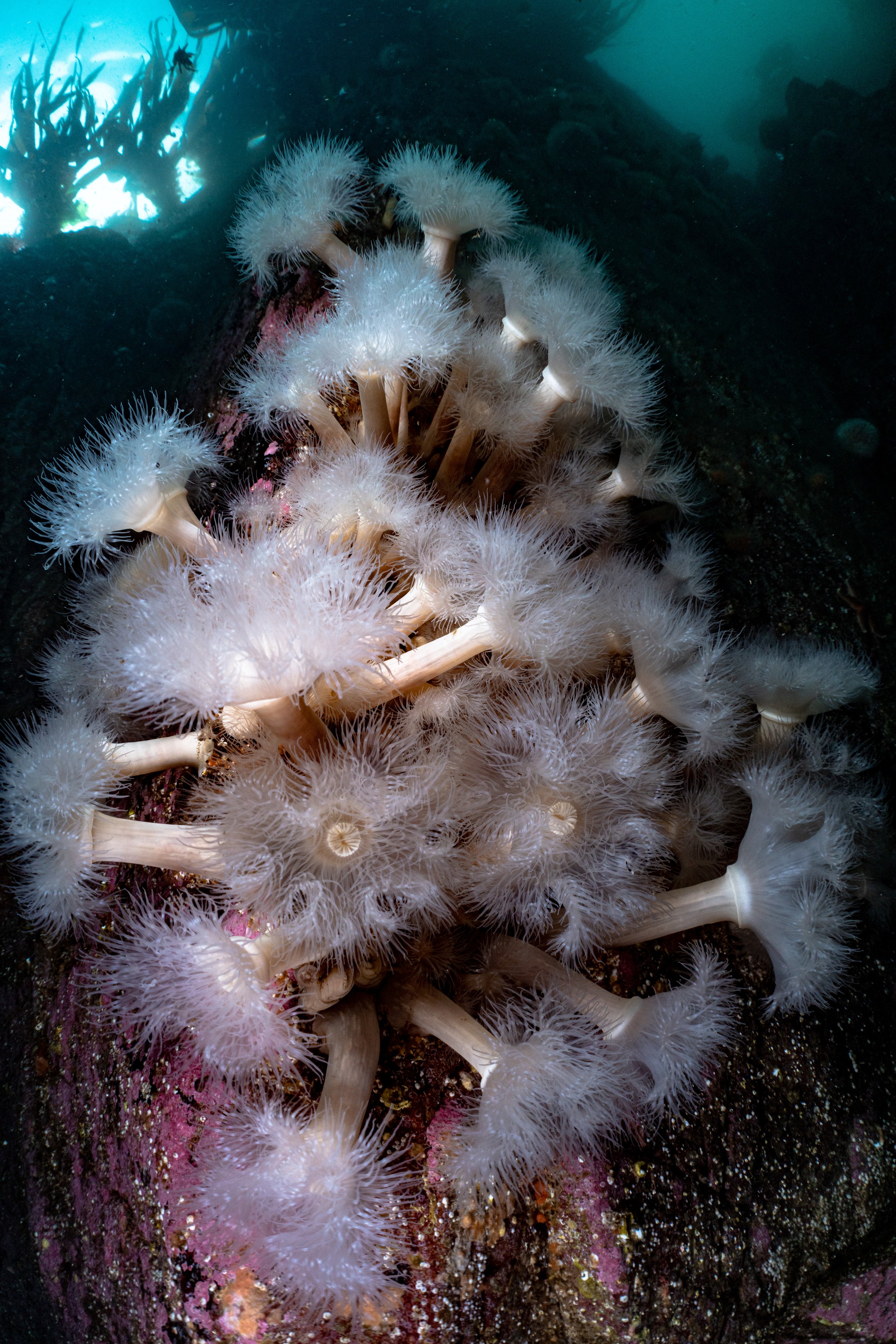 Anemone,  scotland, shetland, underwater, marine life, ocean