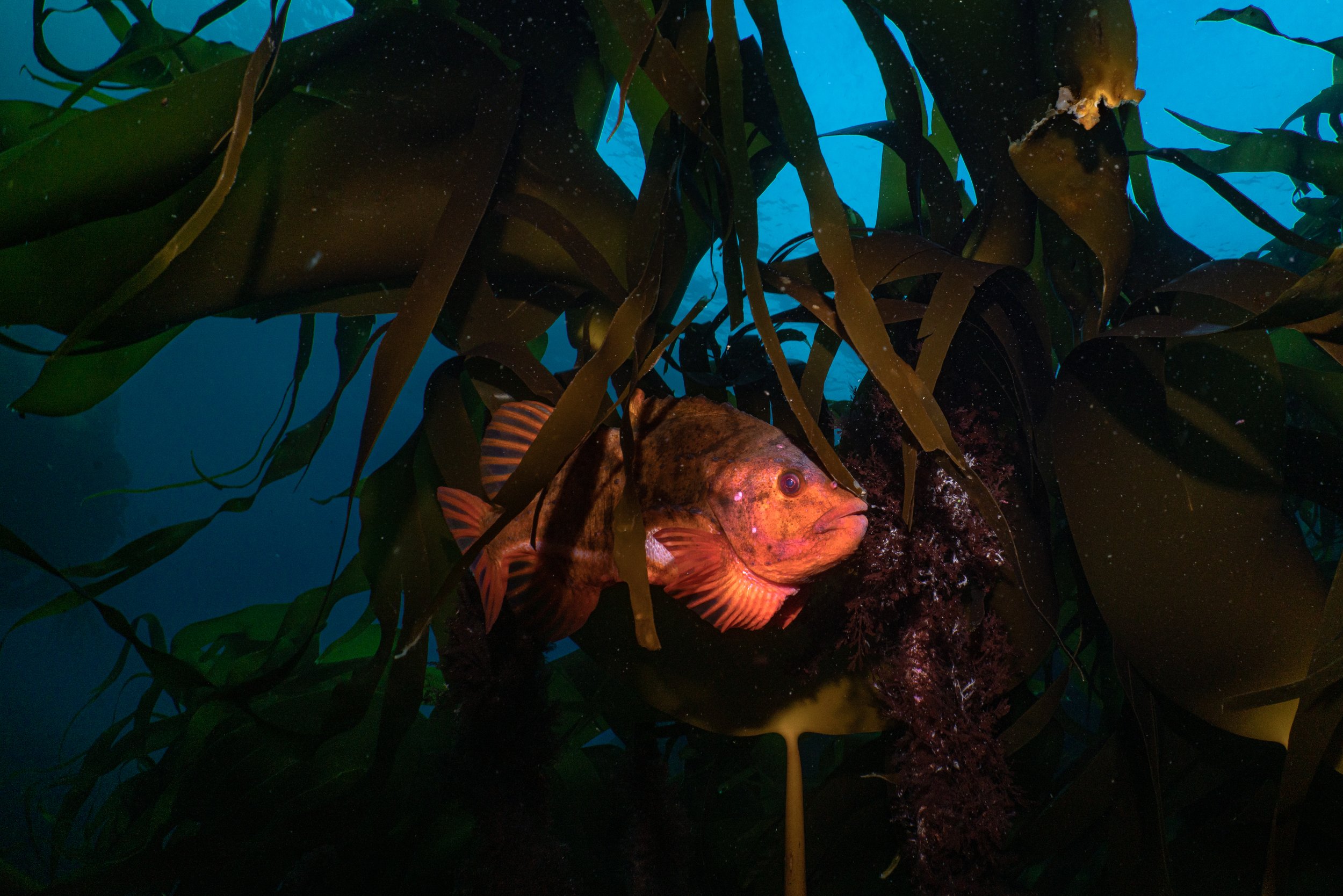 Lumpsucker, scotland, shetland, underwater, marine life, ocean.